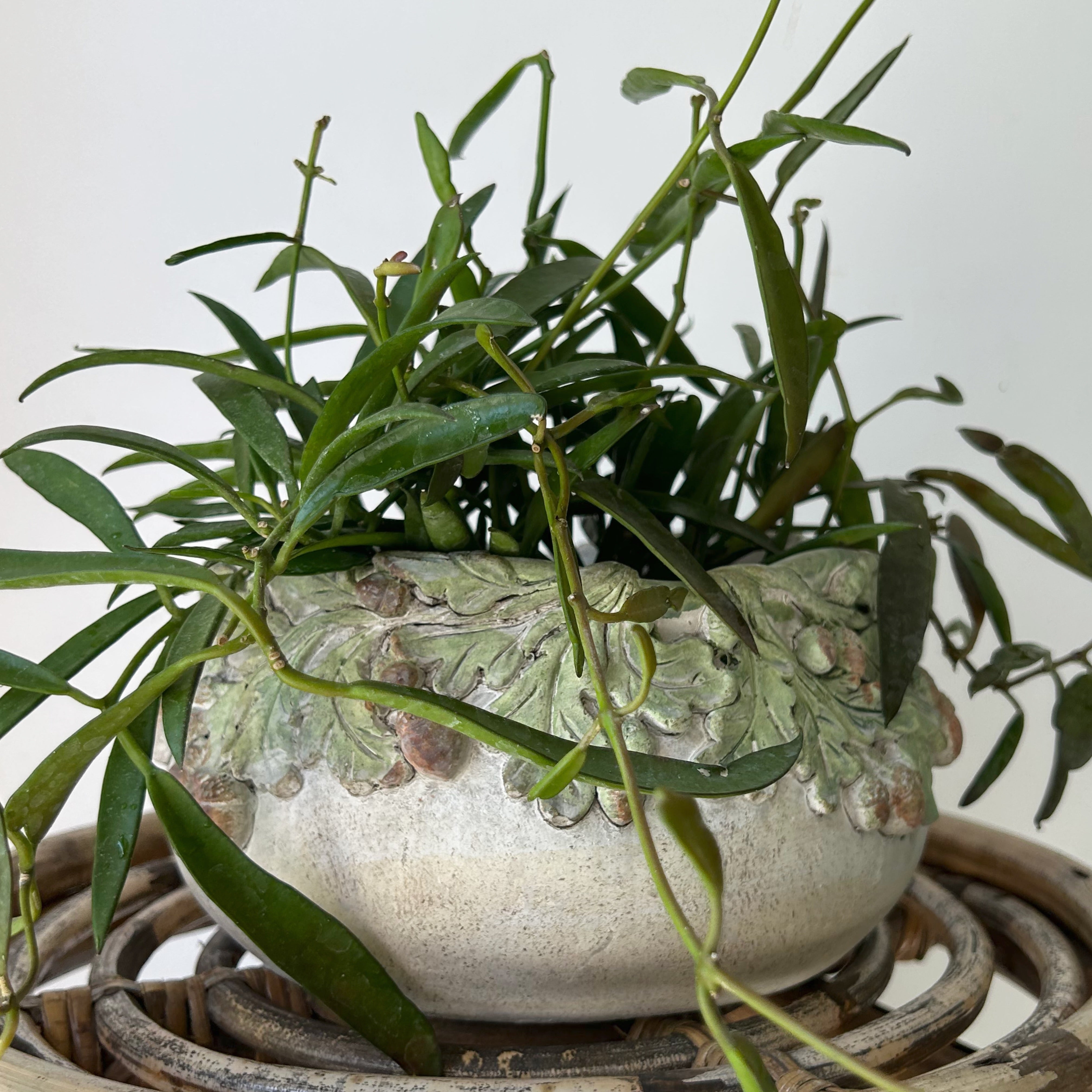 OAKWOOD Decorative Cement Pot (available in three sizes)