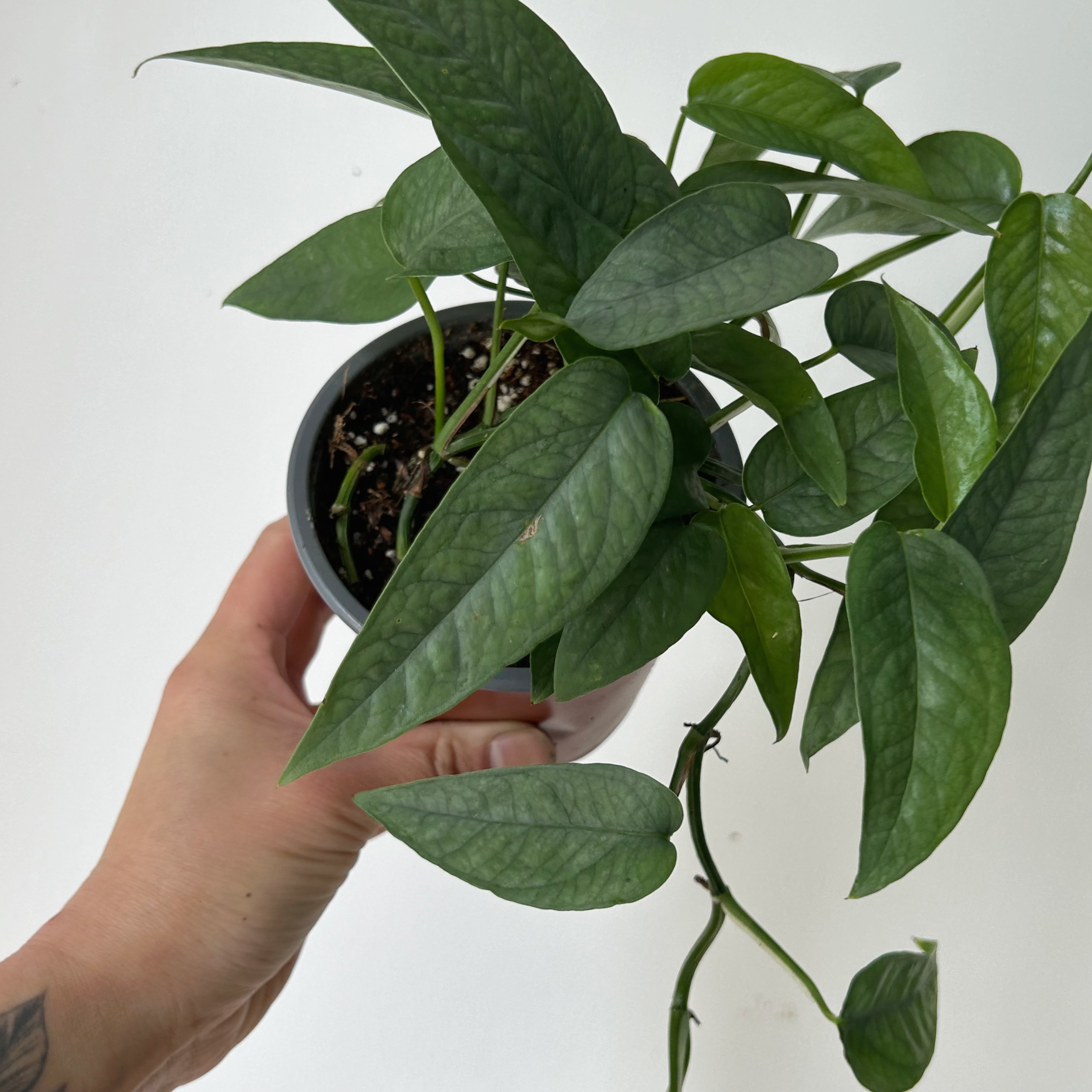 Pothos “Cebu Blue” 4”pot