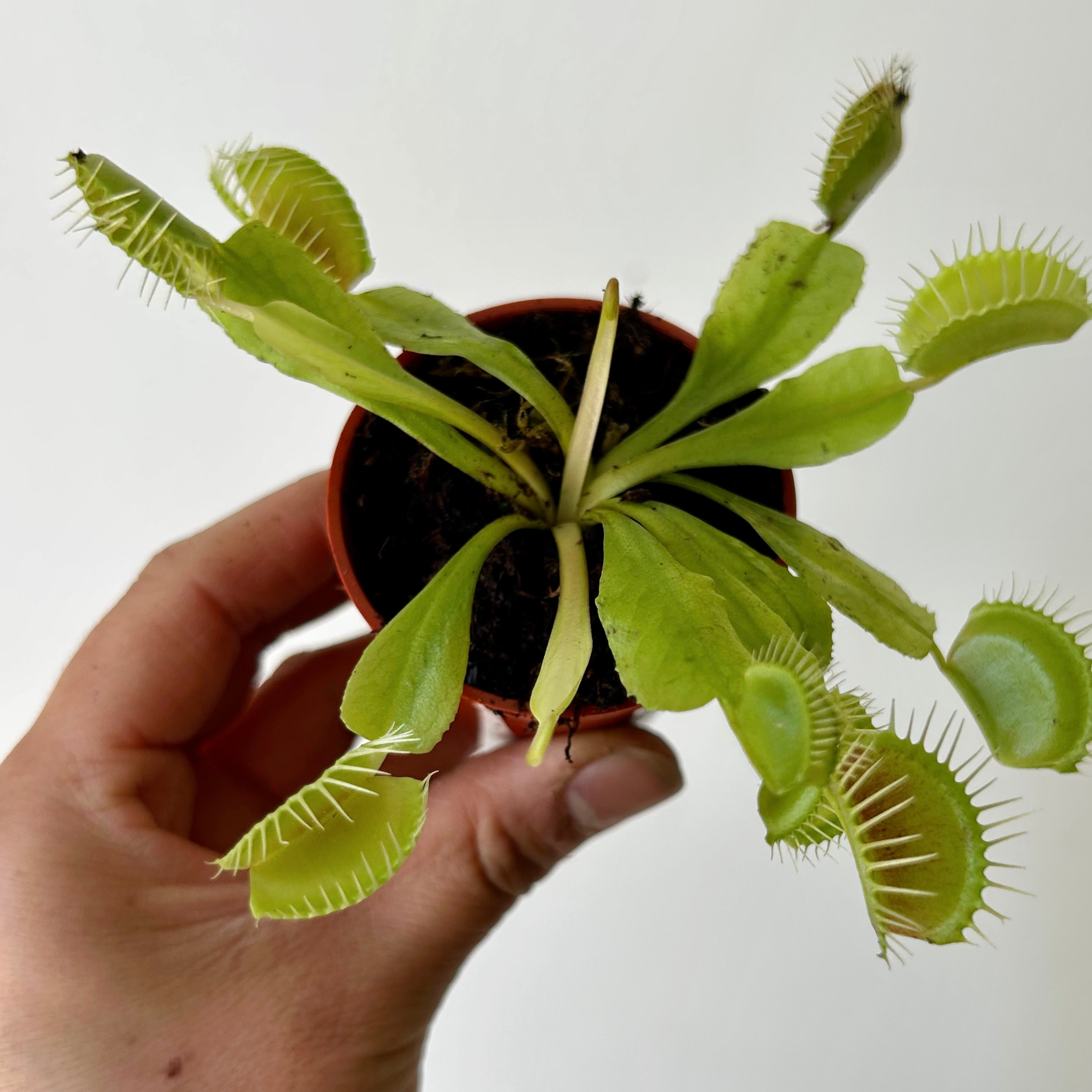 Venus Fly Trap 2.25”pot
