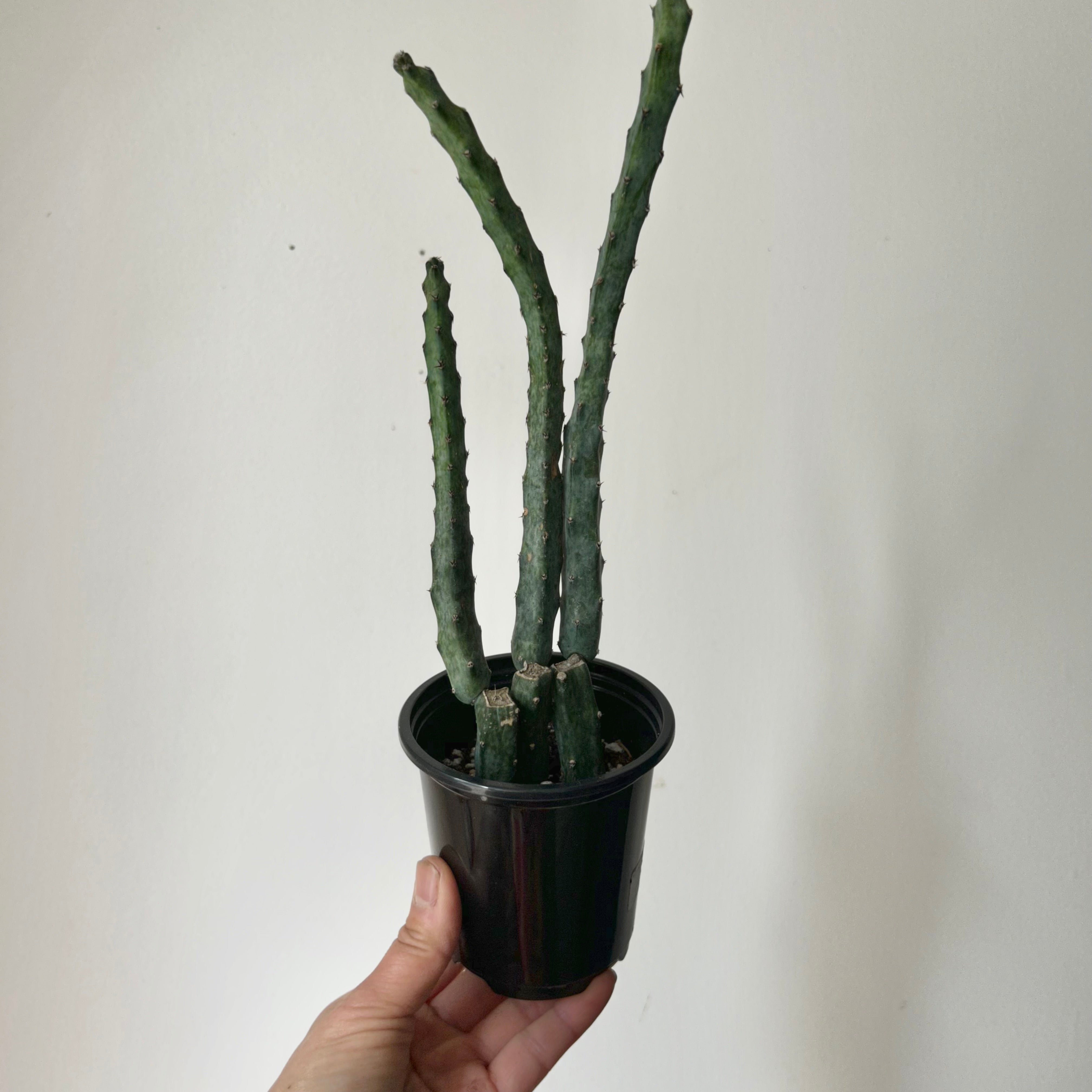 Moonlight Cactus (Cereus spegazzinii) 3.5”pot