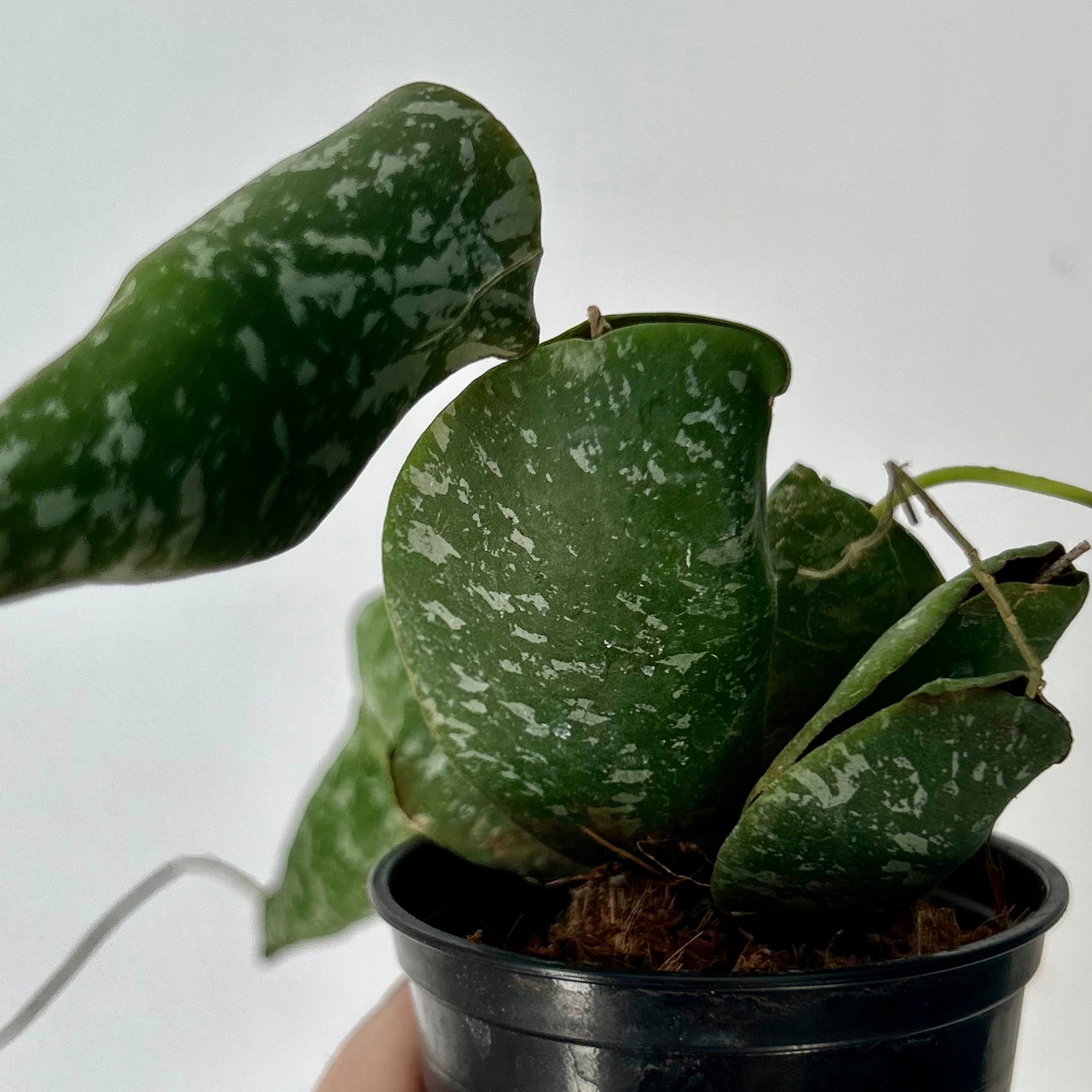 Hoya Imbricata 4”pot