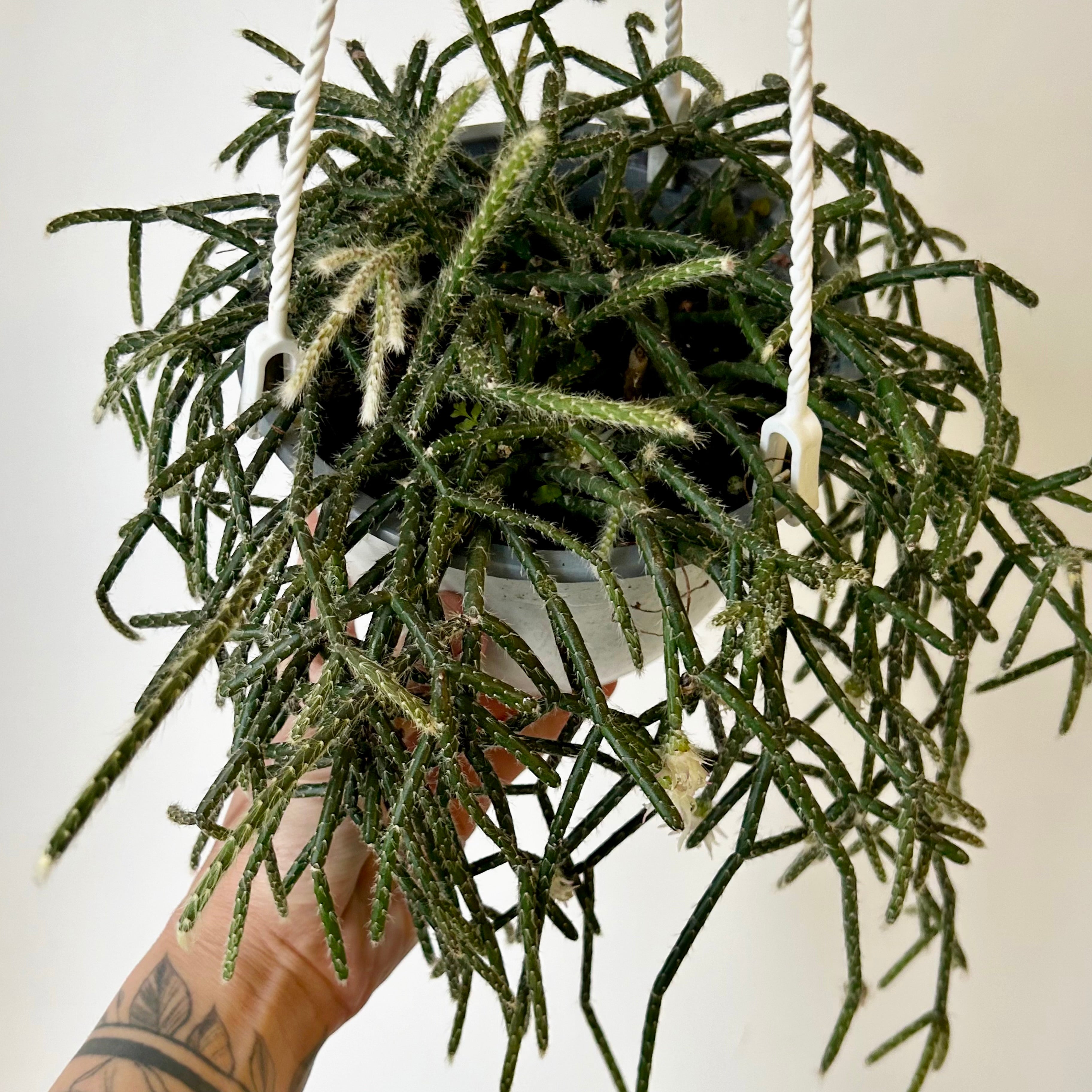 Hairy-Stemmed Rhipsalis (pilocarpa) 6” hanging basket