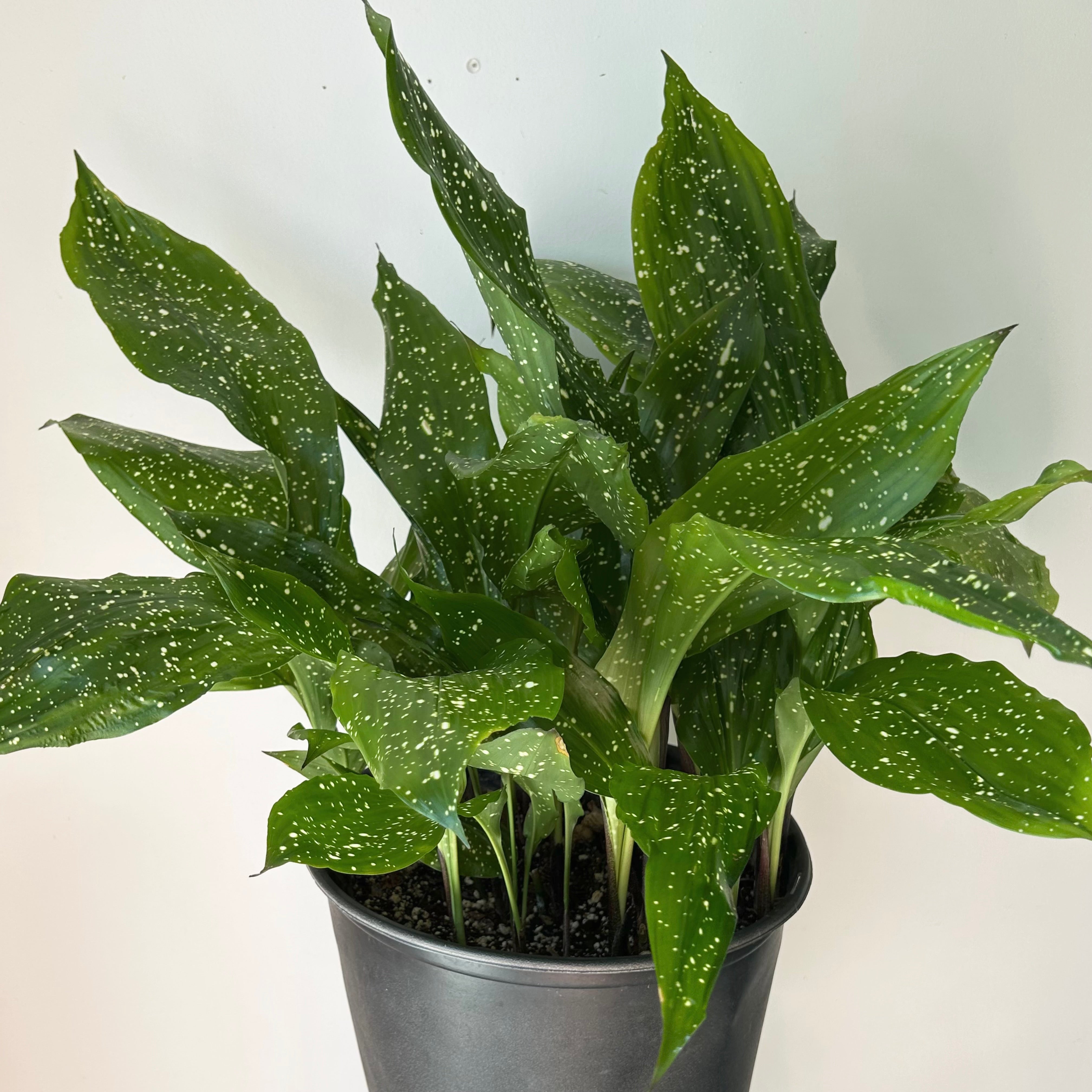 Cast Iron Plant (Aspidistra) “Mary Sizemore” approximately 2.5ft tall in  11”pot