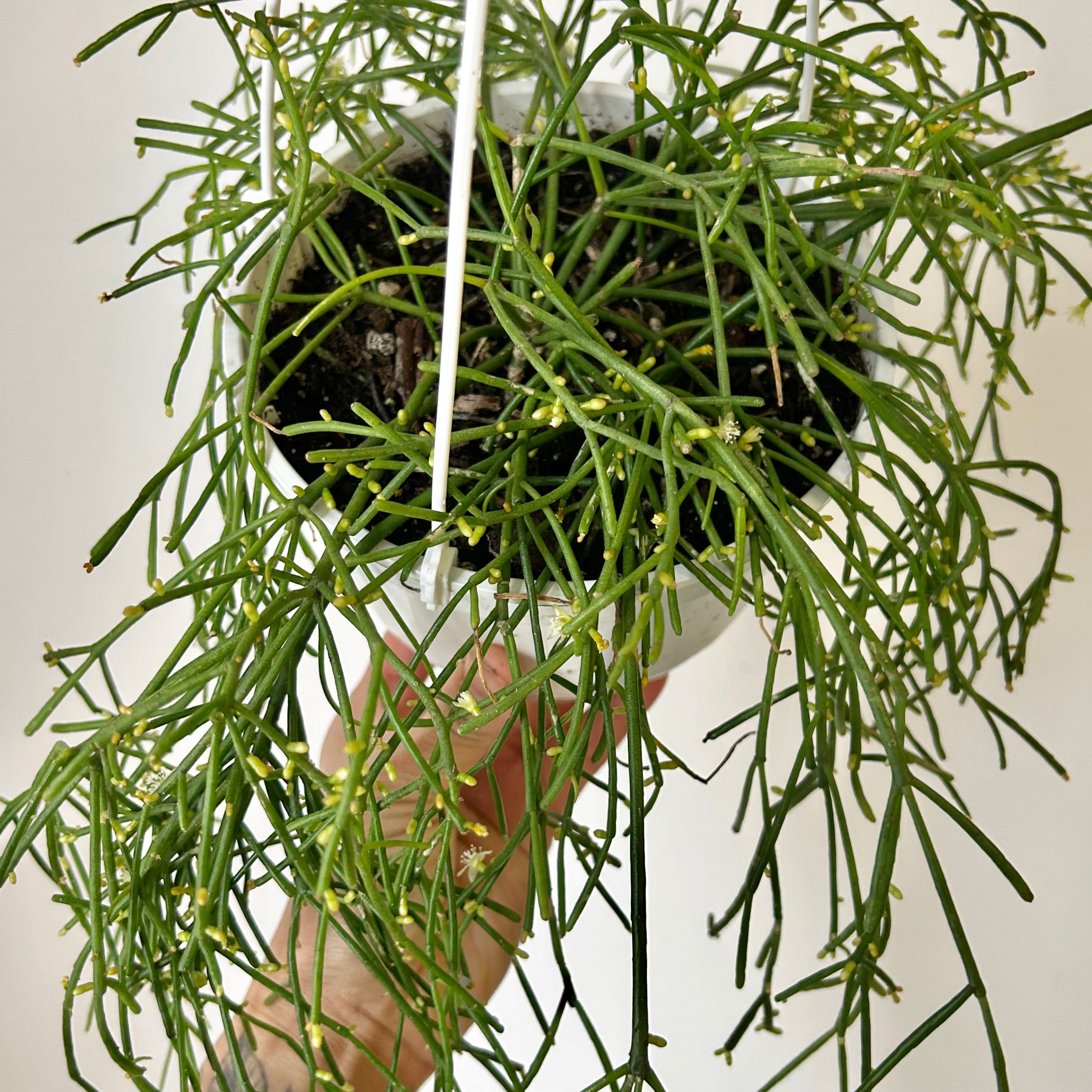 Rhipsalis capilliformis 6”hanging basket