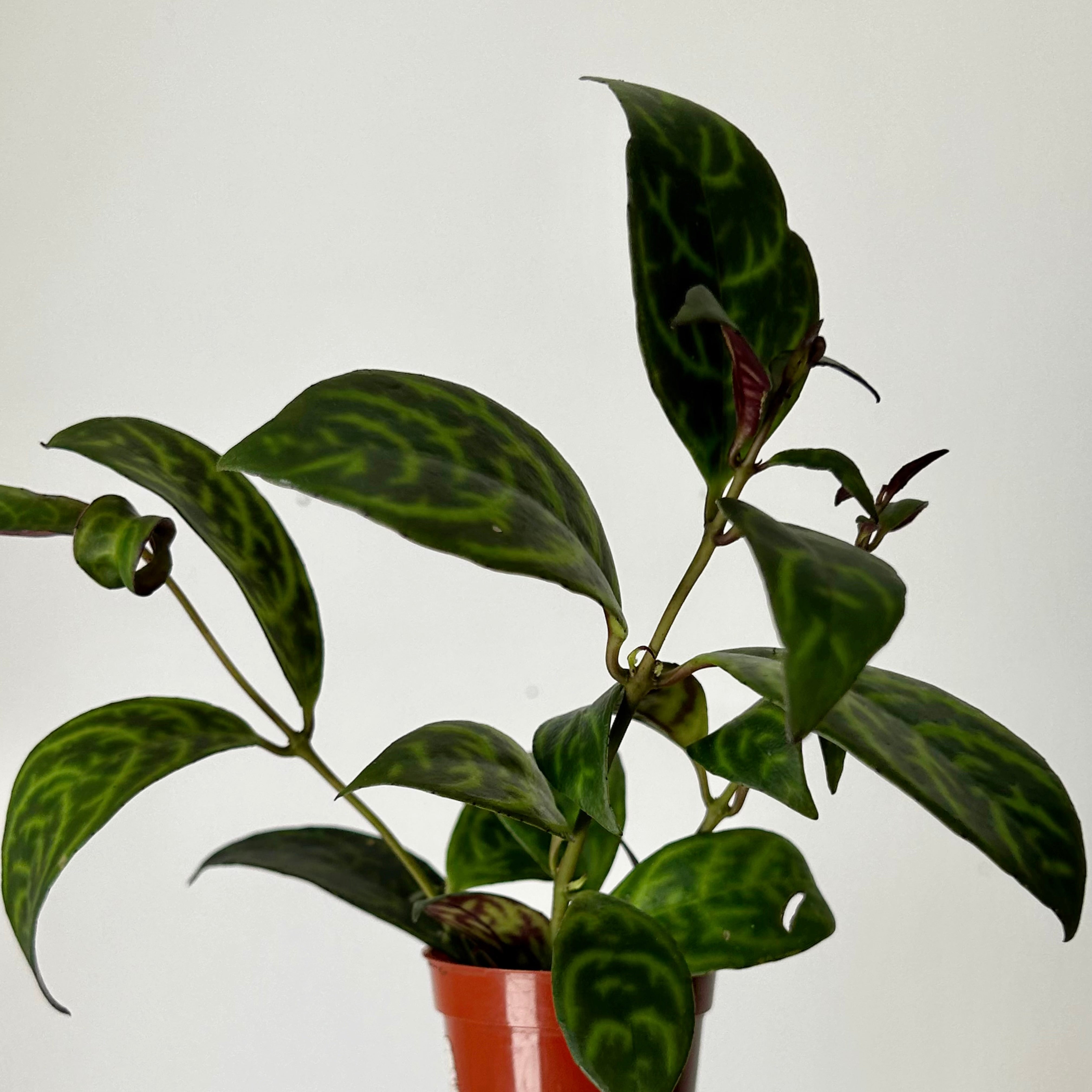 Black Pagoda Lipstick Vine 2.5” pot