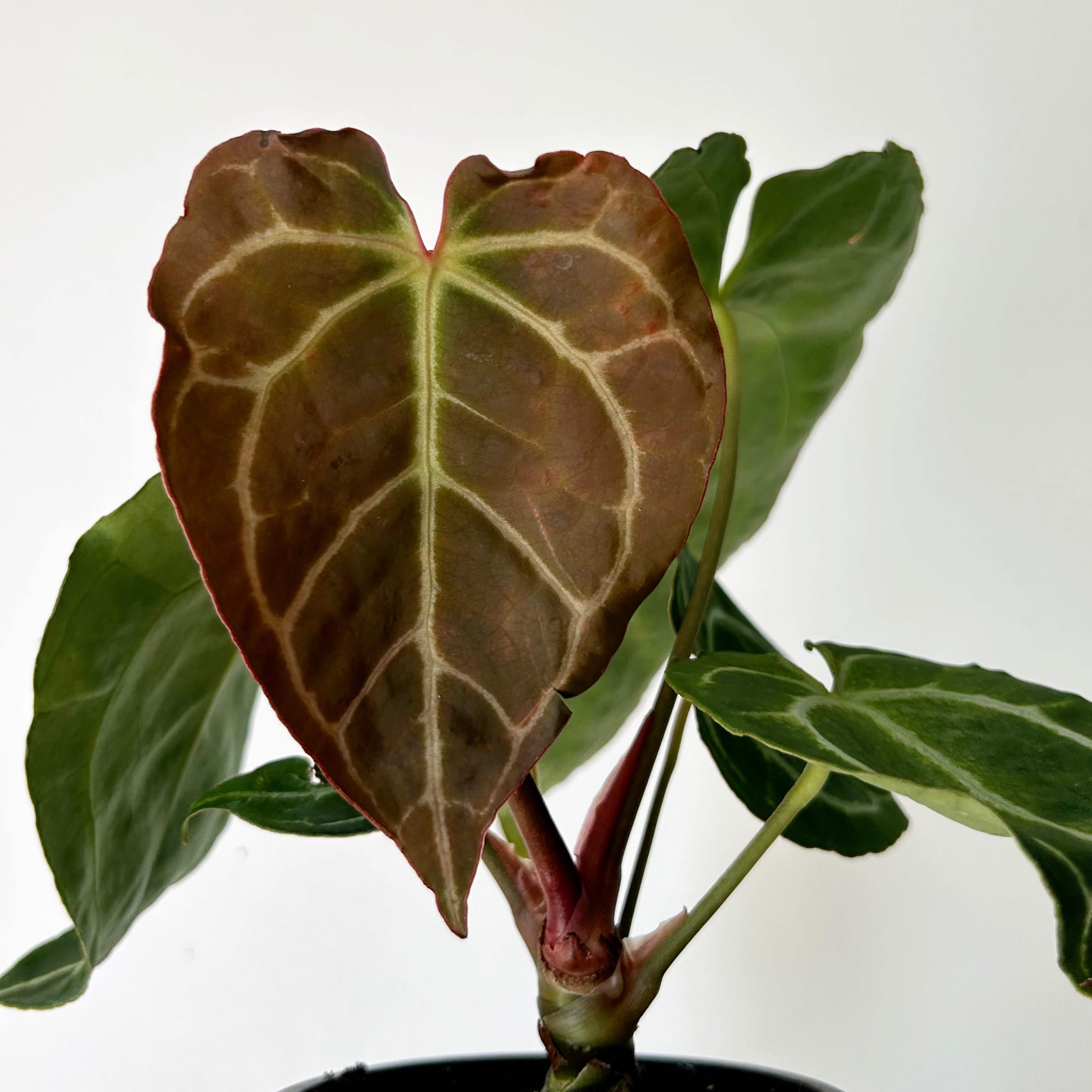 Anthurium crystallinum 4”pot