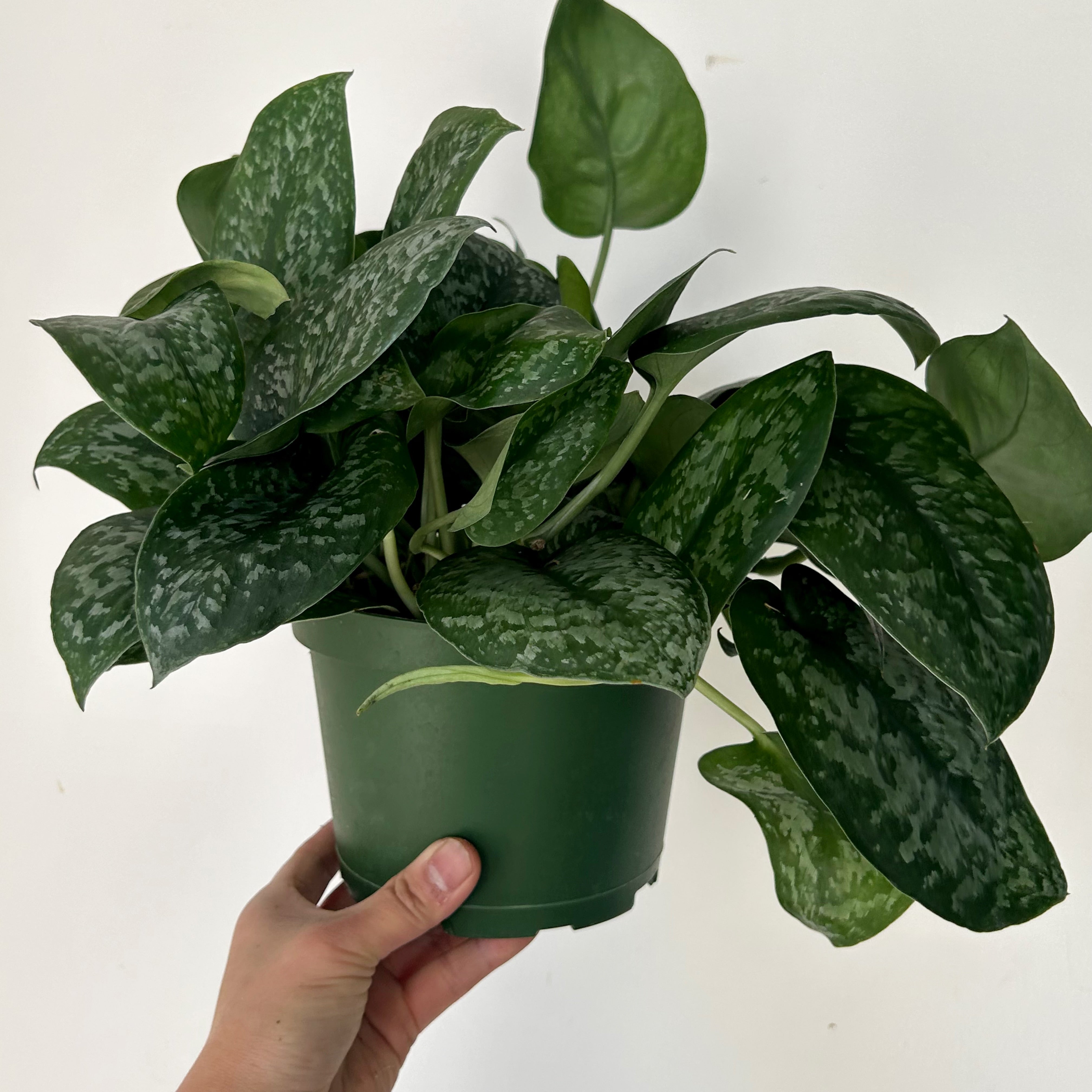 Scindapsus “Silver Splash” 6” pot