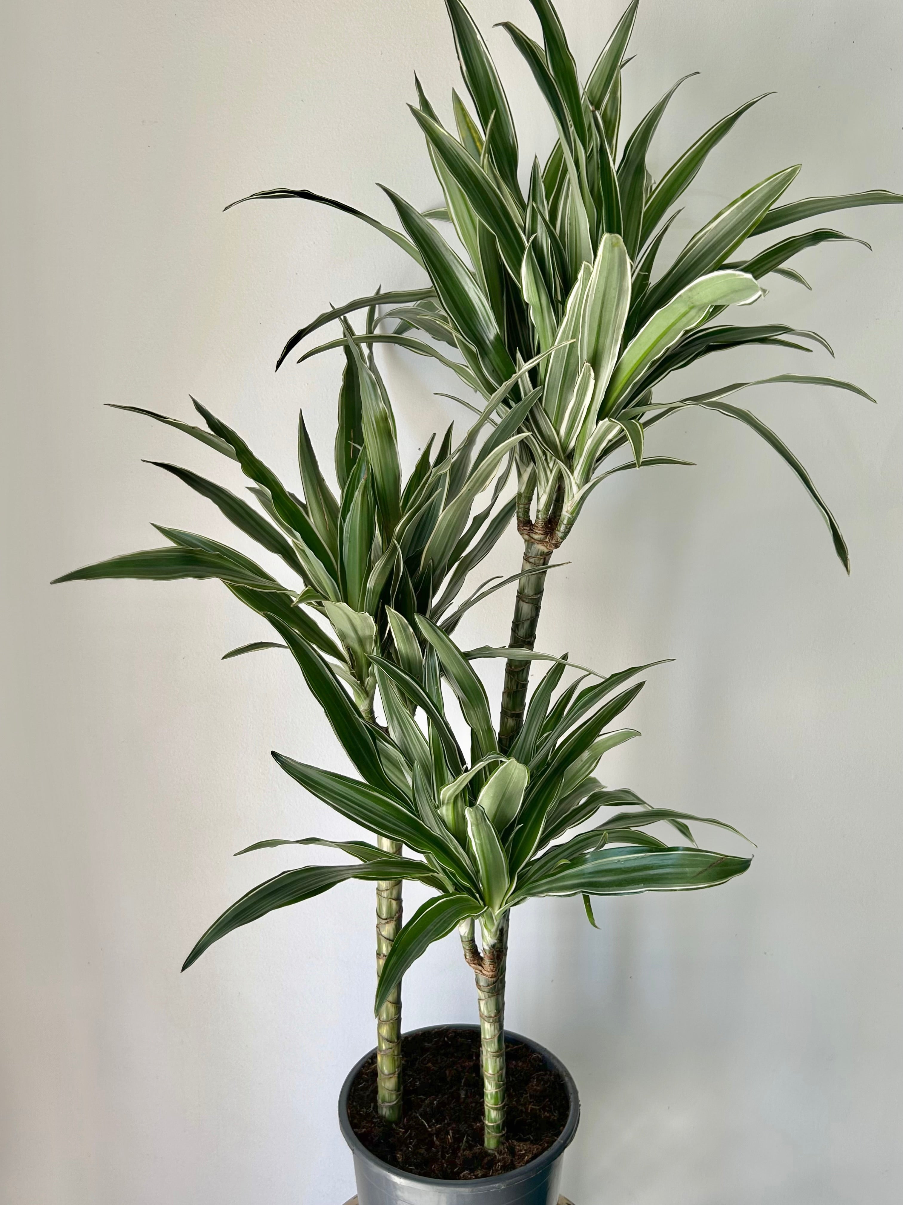 Dracaena warneckii Cane approximately  3ft tall in 8” pot