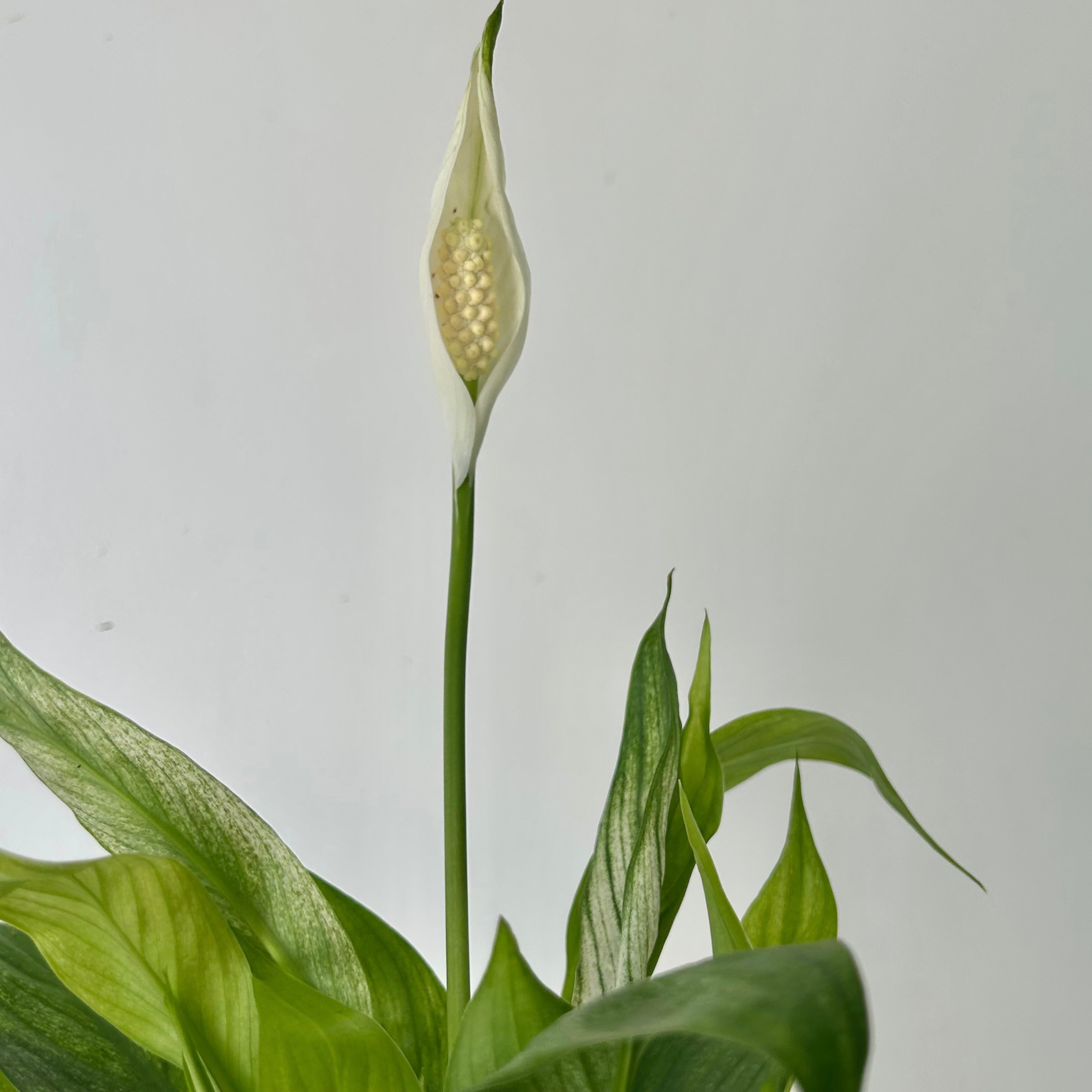 Variegated Spathiphyllum "Mojo”3.5”pot