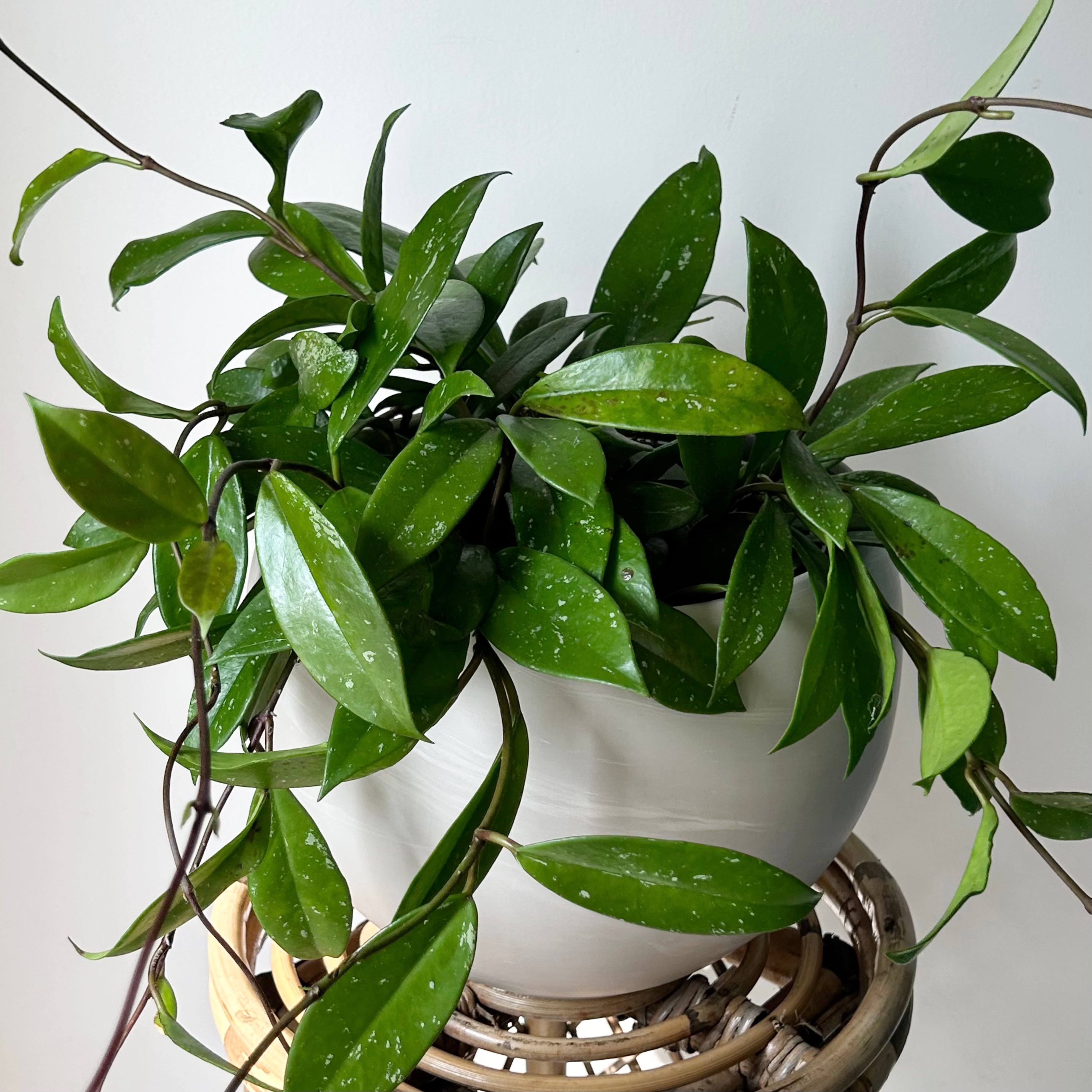 Hoya pubicalyx 8”hanging basket