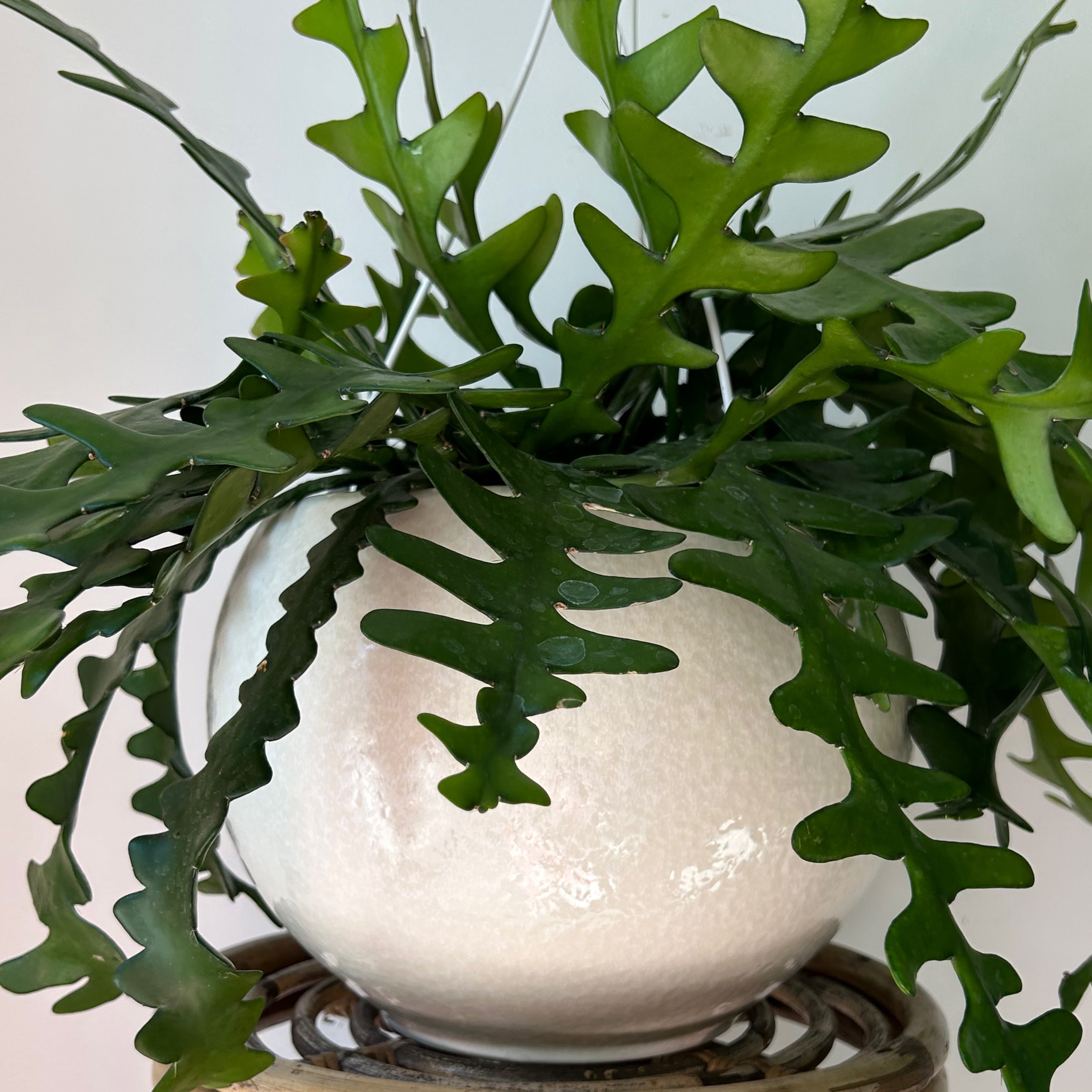 MAYU Large Decorative Pot (9.5"X8”)