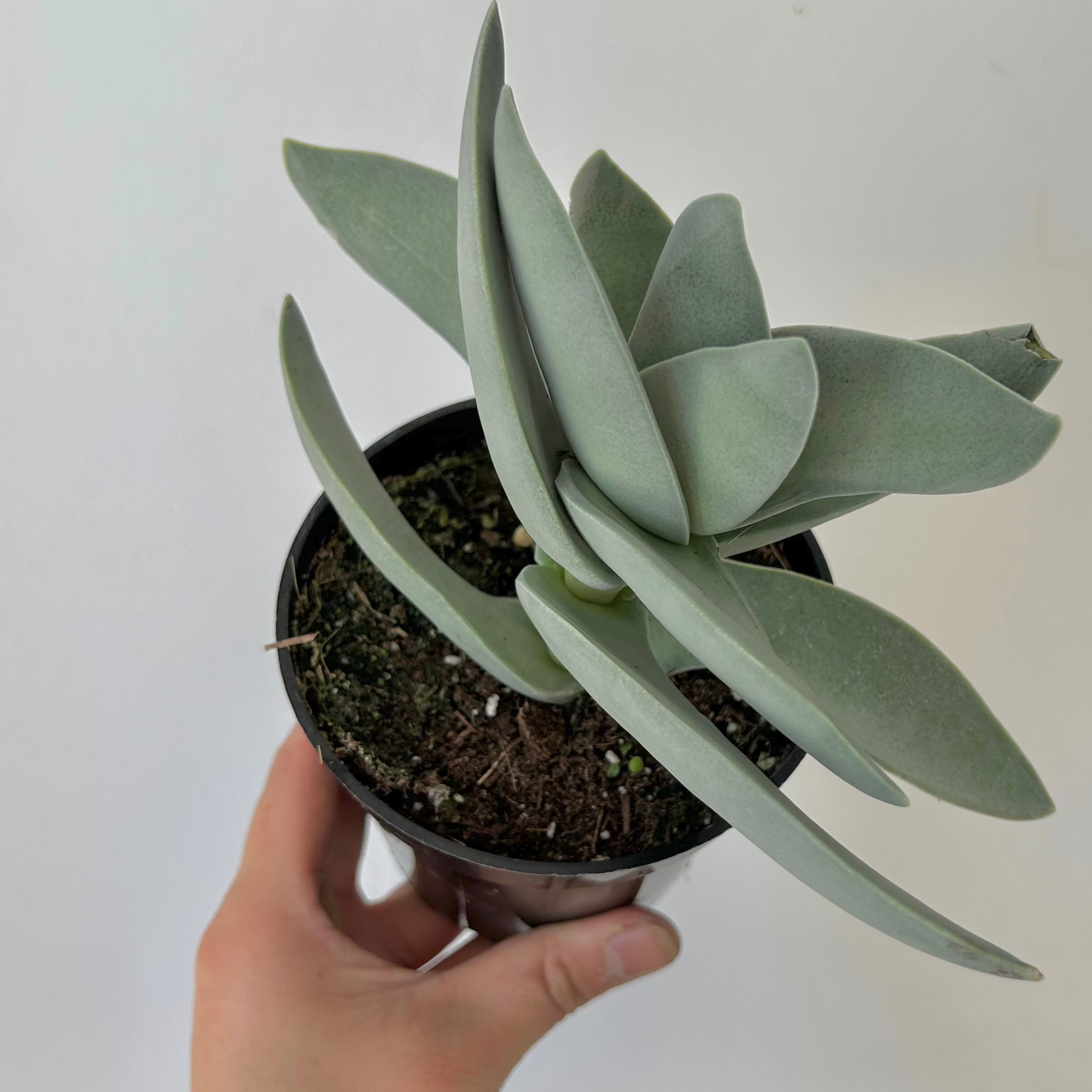 Propeller Succulent (Crassula falcata) 4”pot