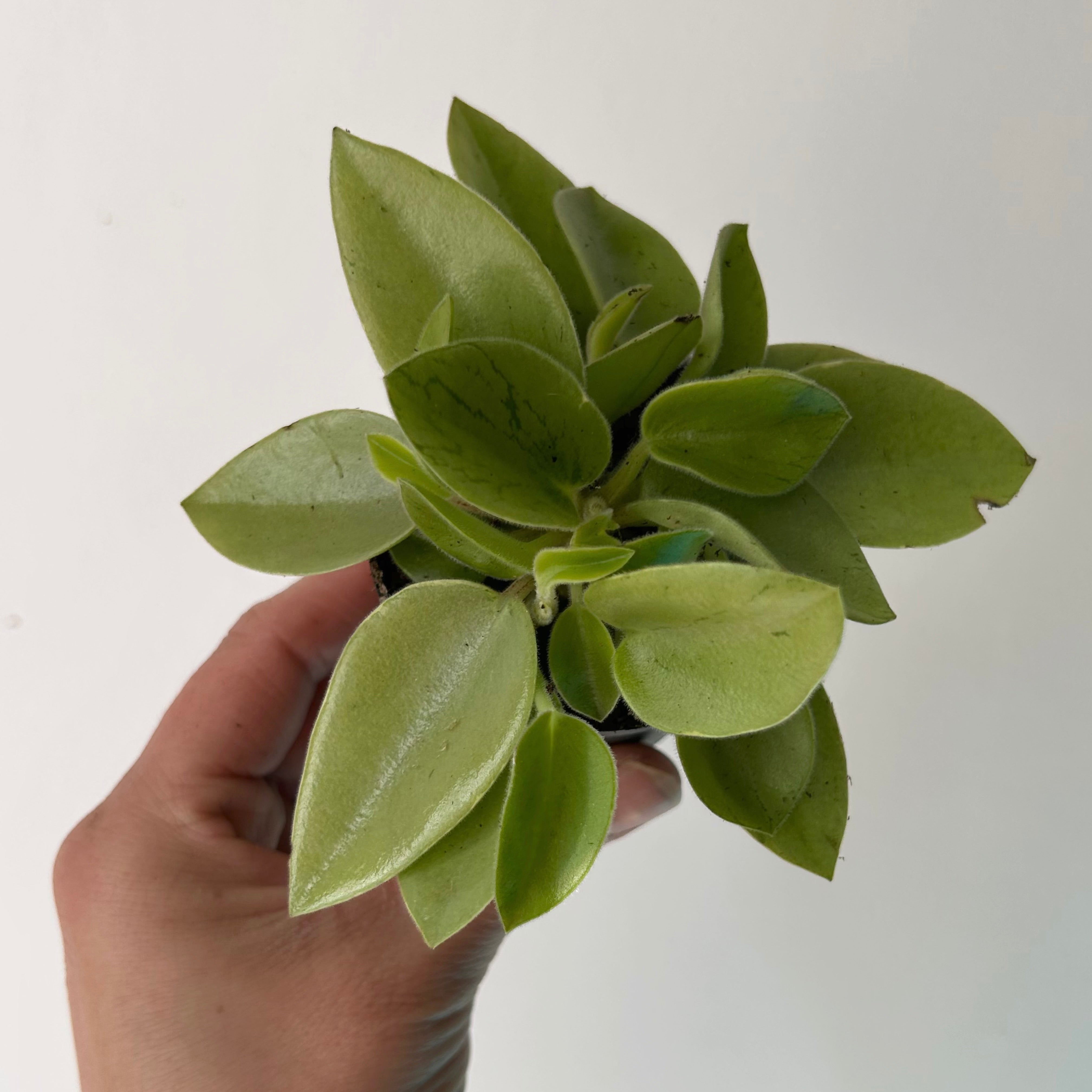 Peperomia orba “Pixie Lime” 2.5” pot