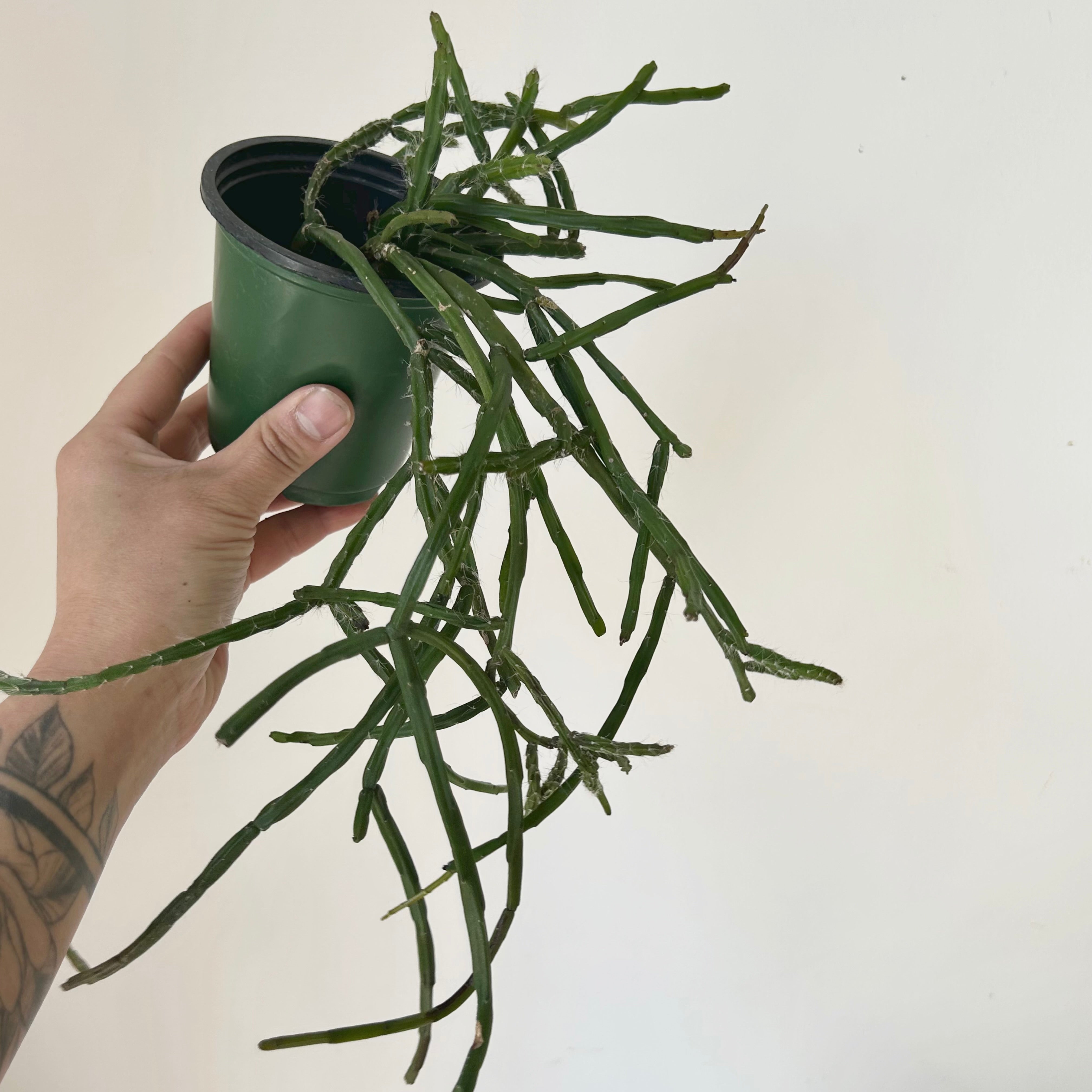 Rhipsalis Paradoxa Minor 3.5” pot