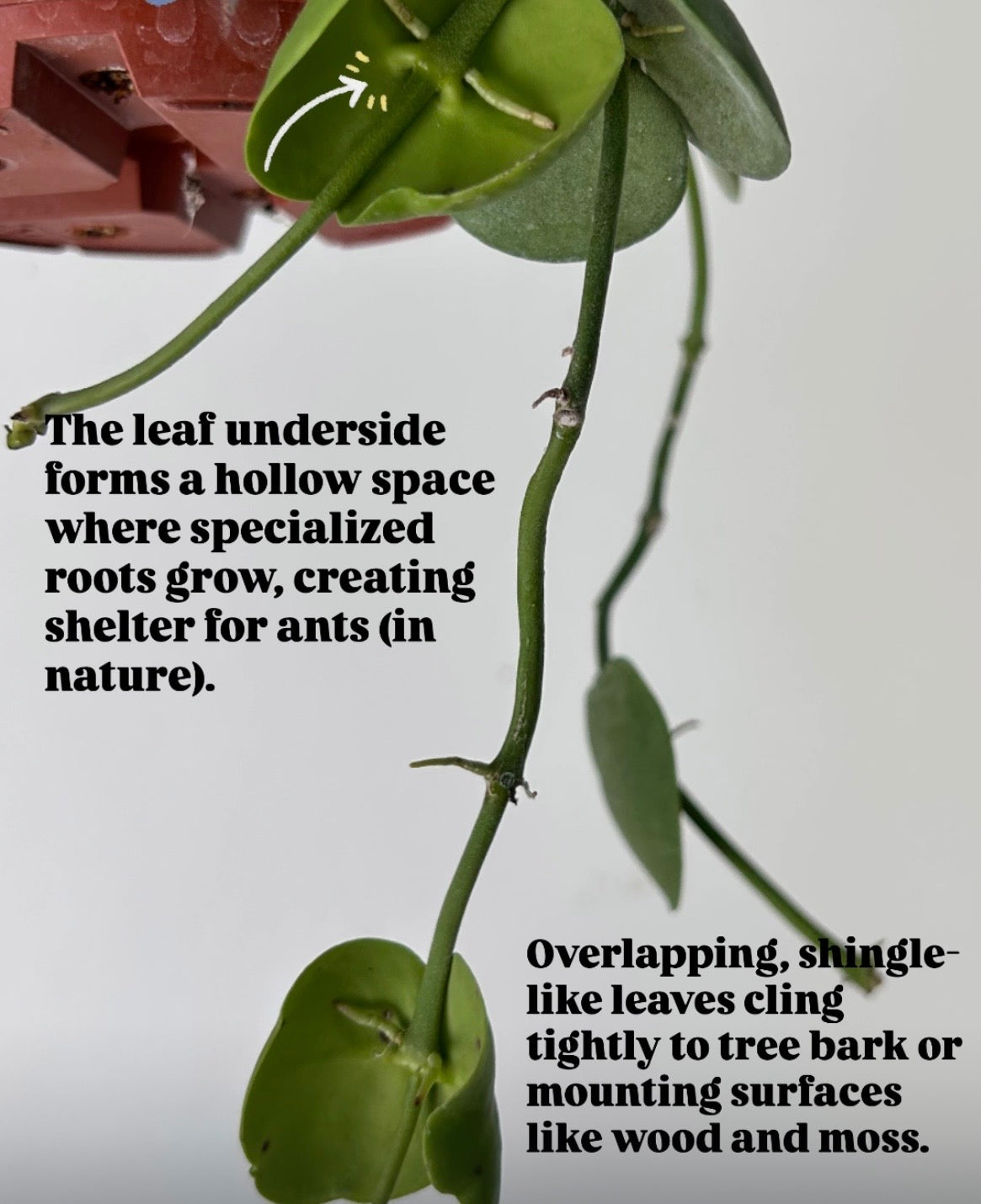 Dischidia platyphylla 4.5” hanging basket