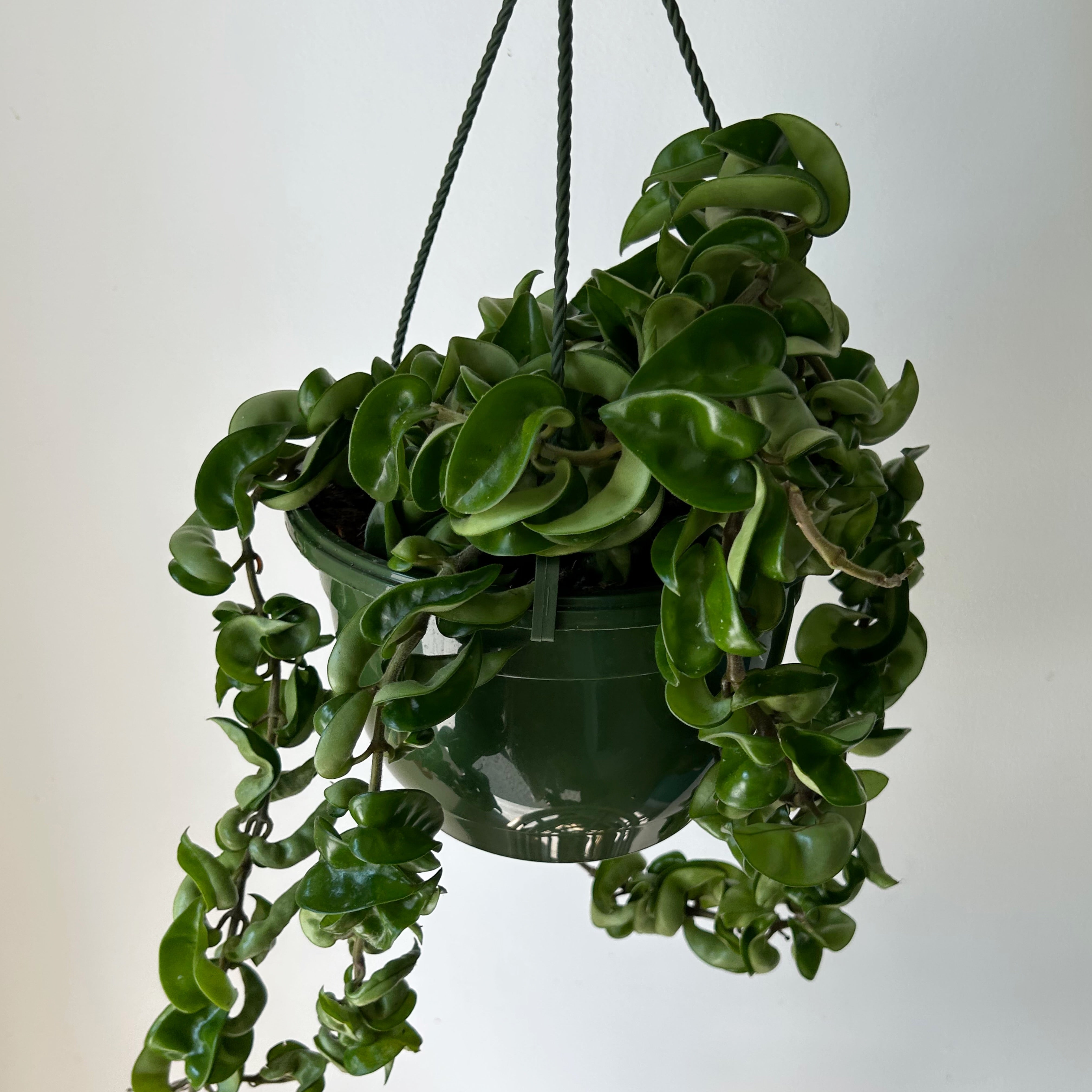 Rope Hoya (Carnosa compacta) 8”hanging basket