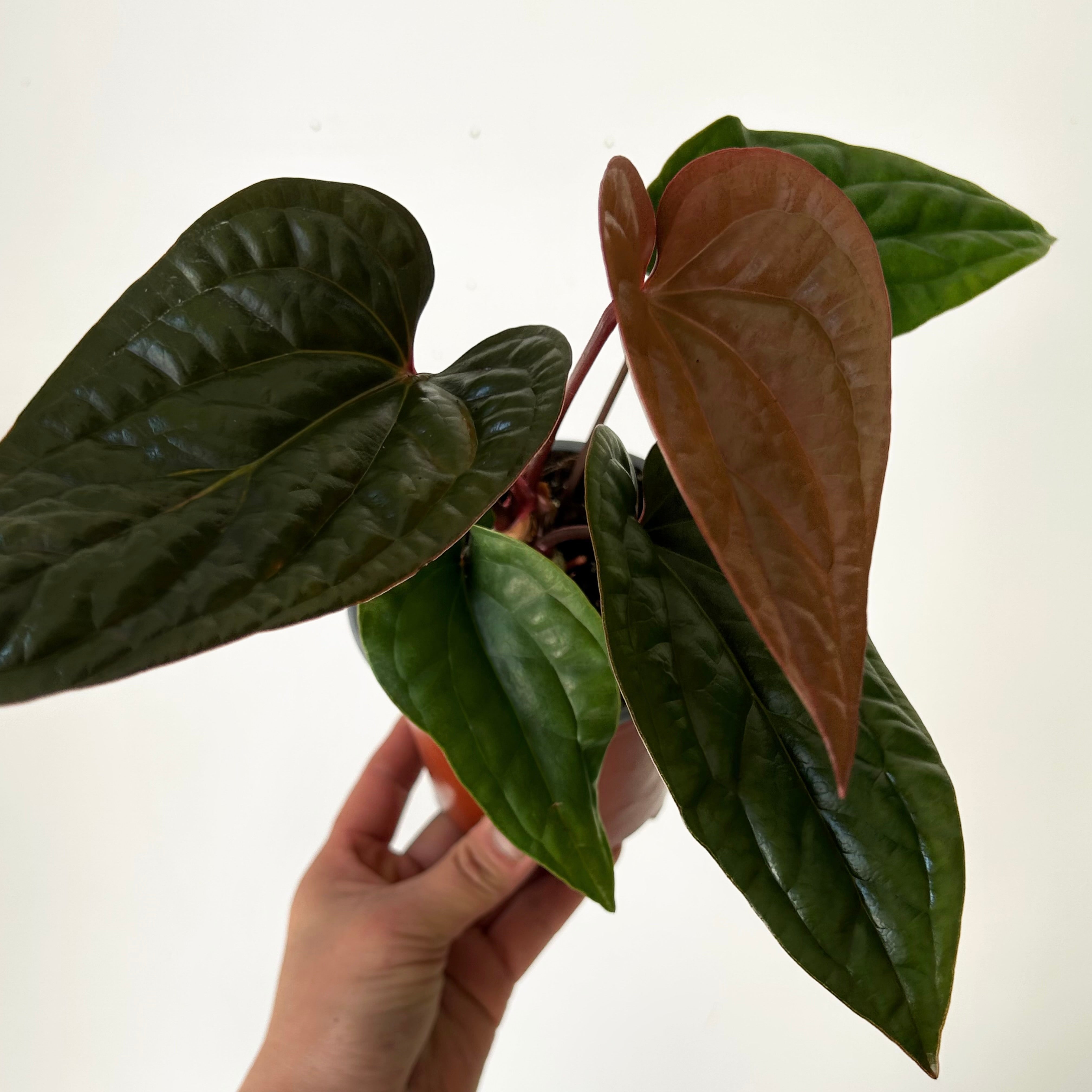 Anthurium Luxurians X Radicans (Hybrid) 4”pot