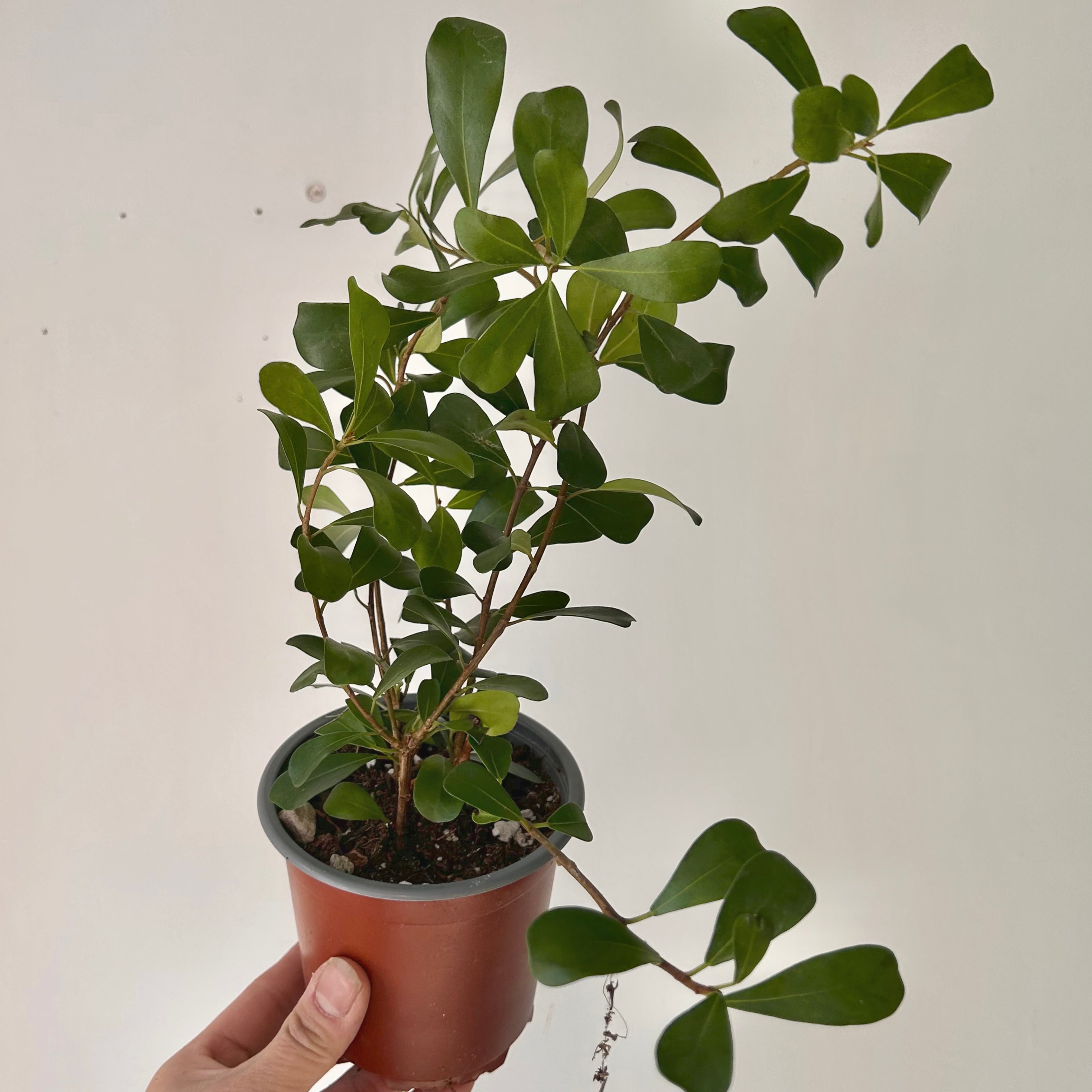 Ficus lingua 4” pot