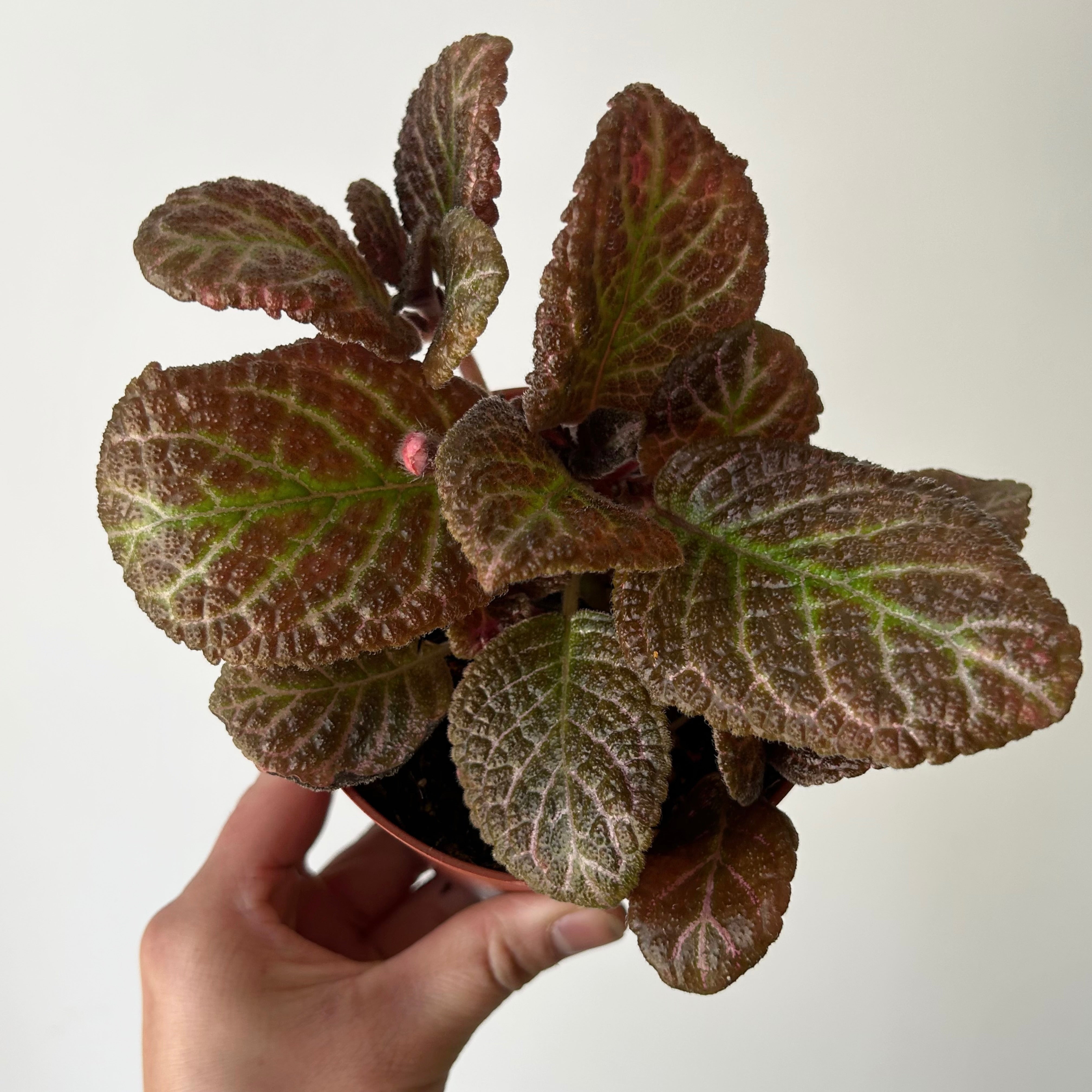 Episcia Copper 4”pot