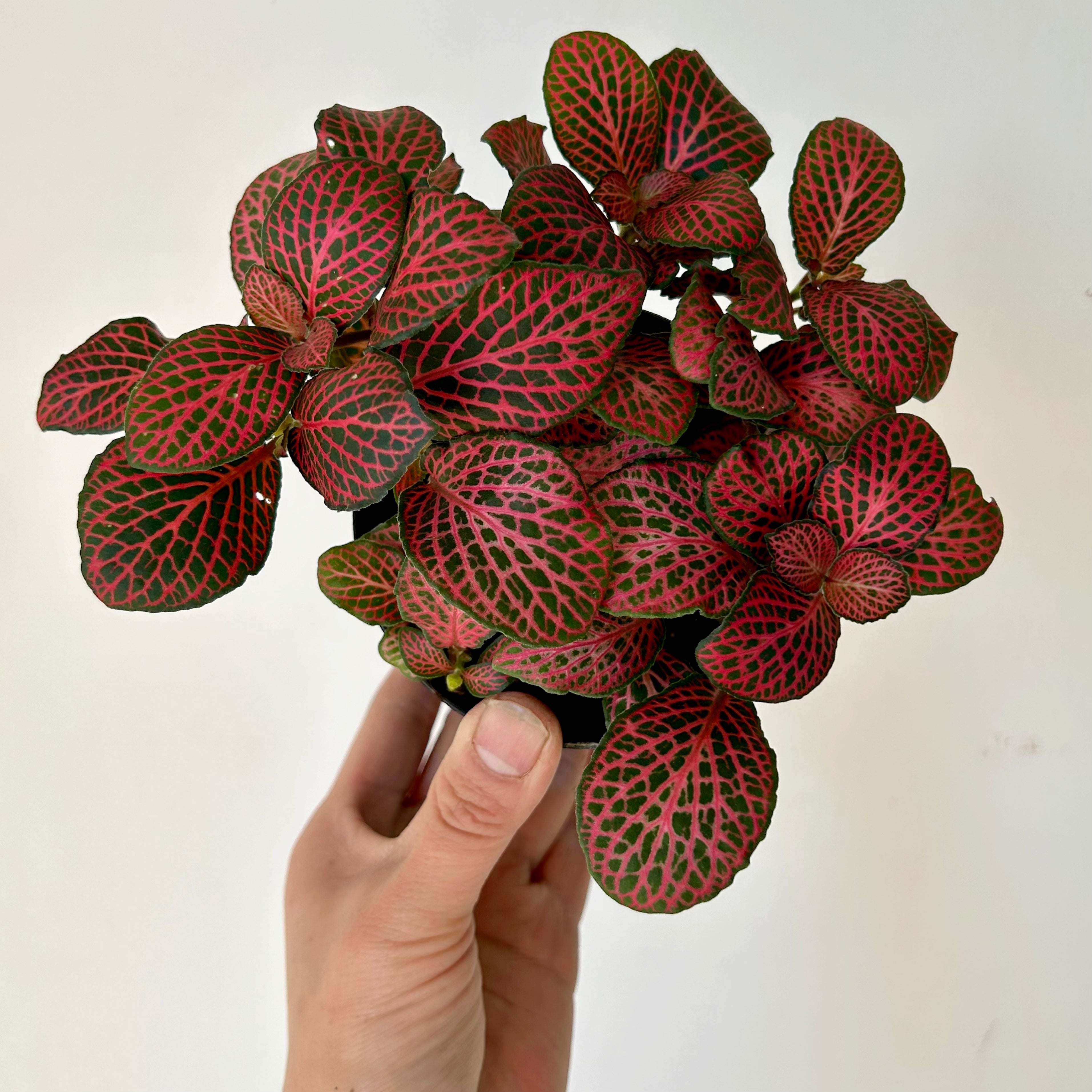 Nerve Plant (Fittonia) Red in 4”pot
