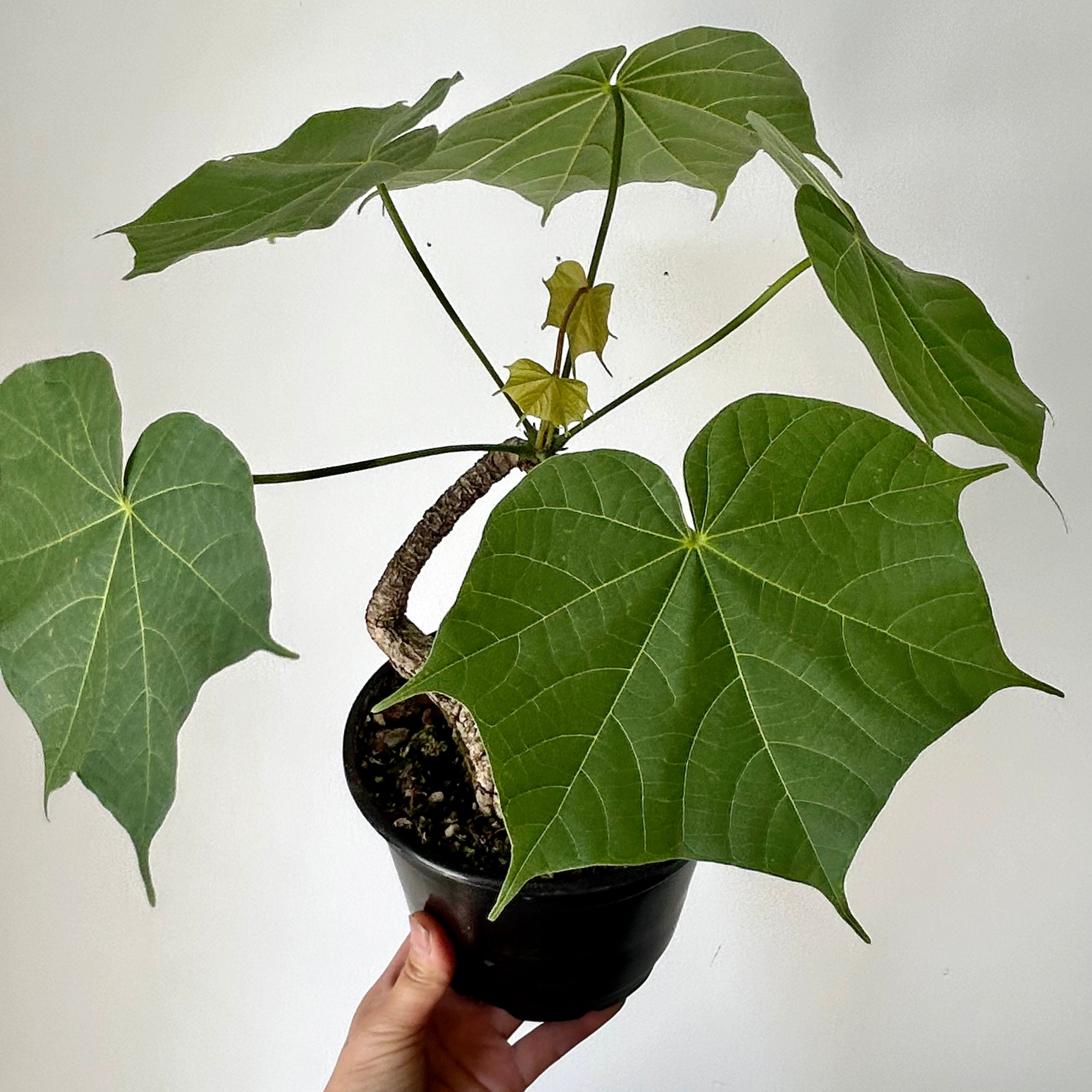 Sterculia colorata 6” pot