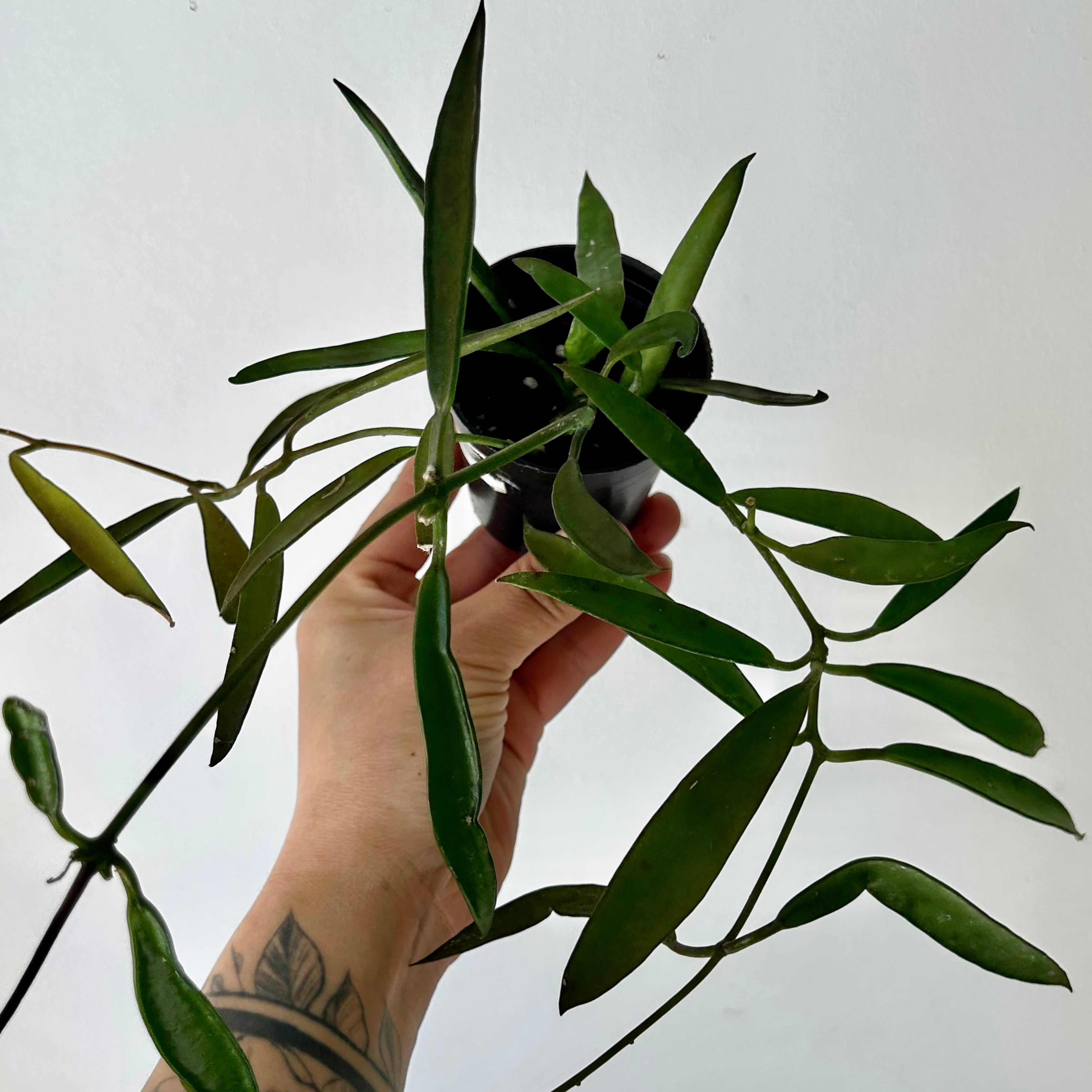 Dischidia parasitica “Philippines” 
2.5” pot
