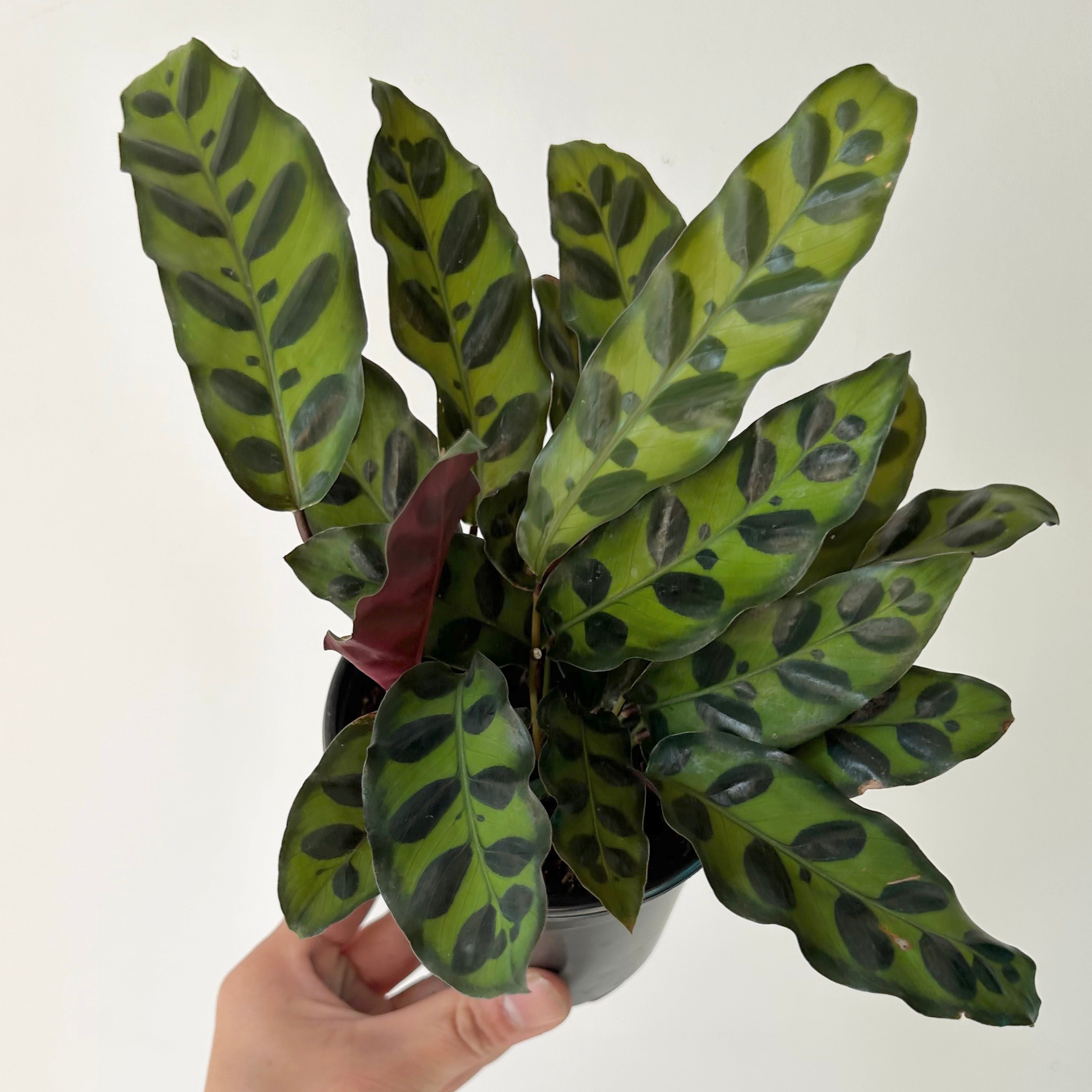Calathea lancifolia “Rattle Snake”  4”  pot