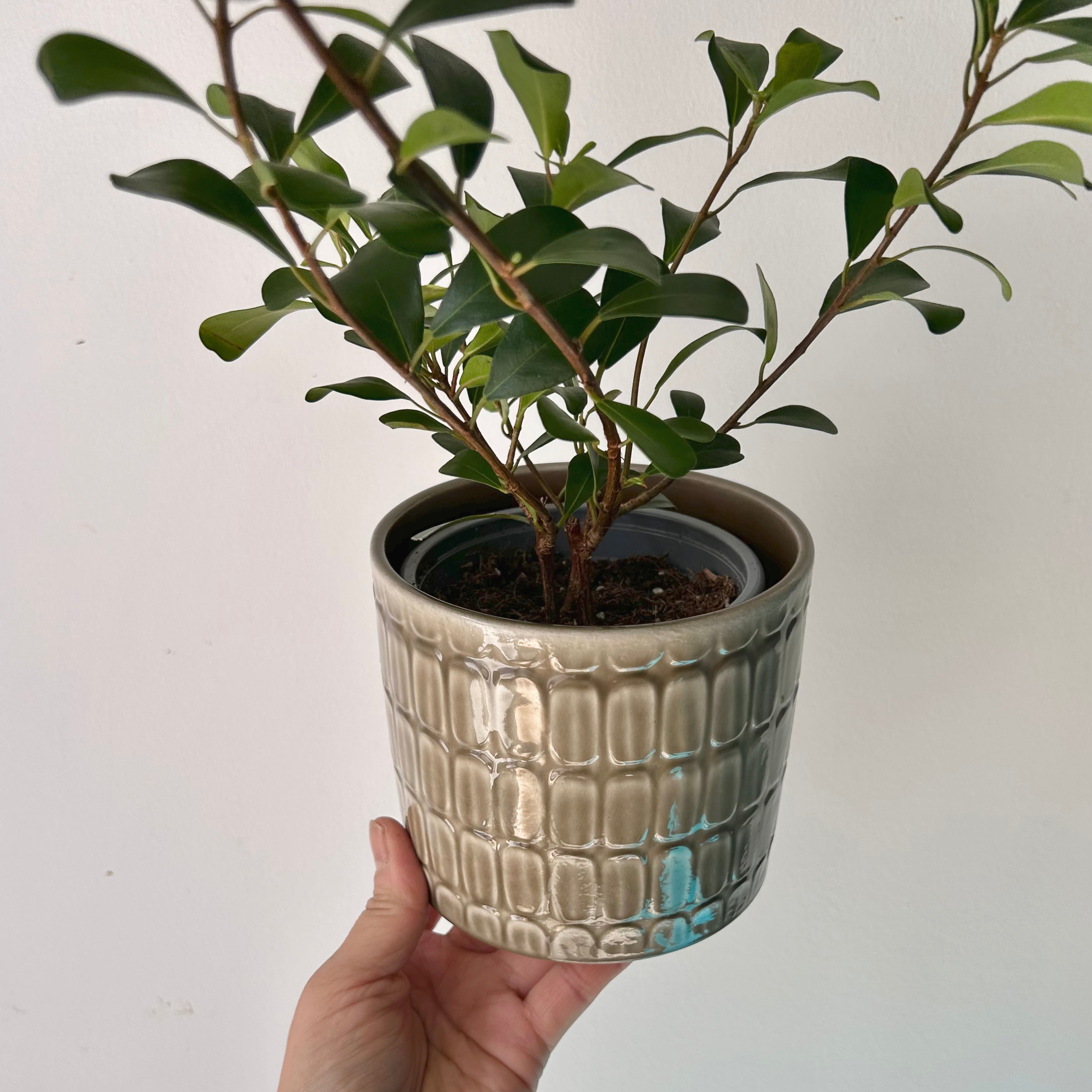 SCHEURICH Decorative Pot TAUPE (4.5”x4)