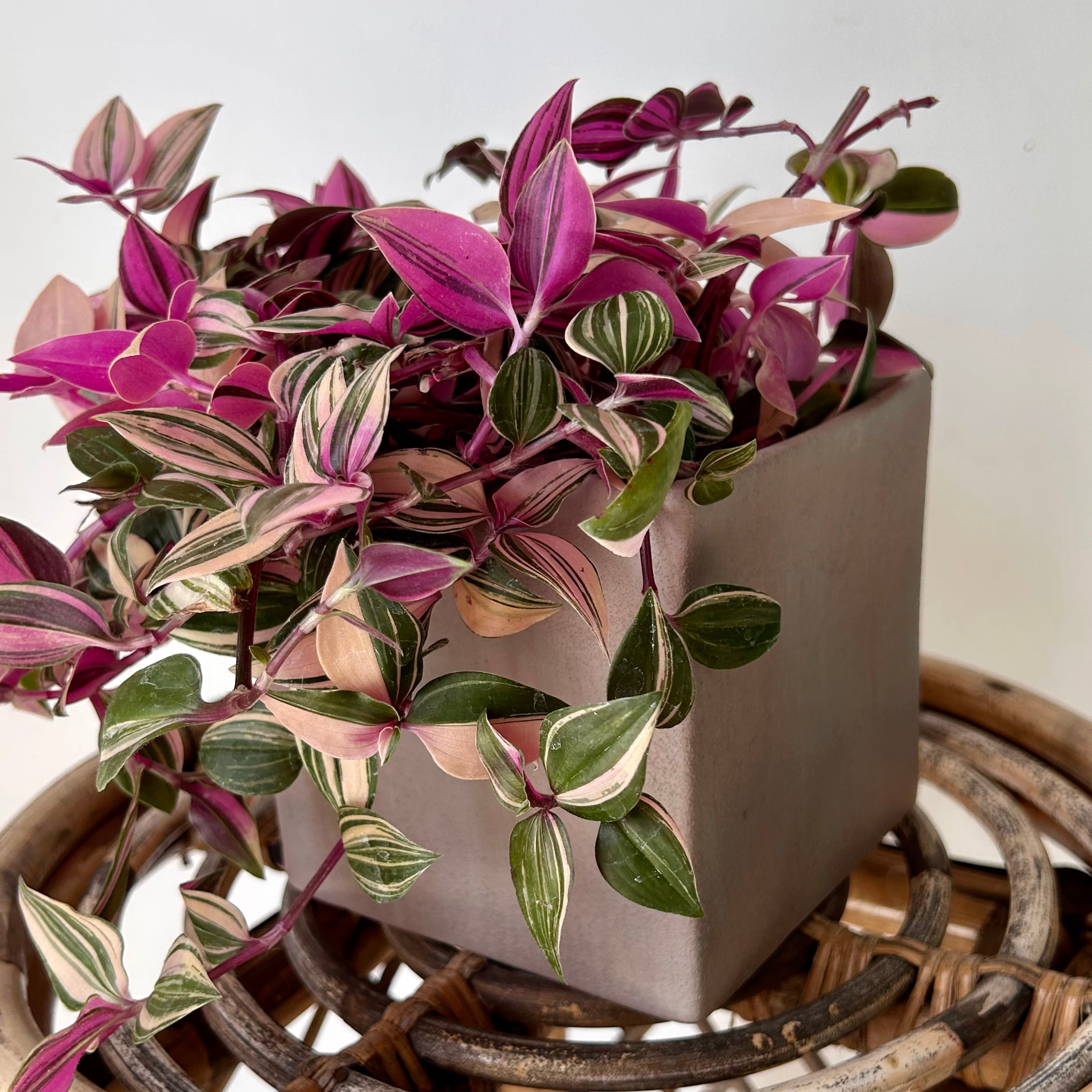 LUCIANA CUBE Decorative Pot (4.75”x4.75”)