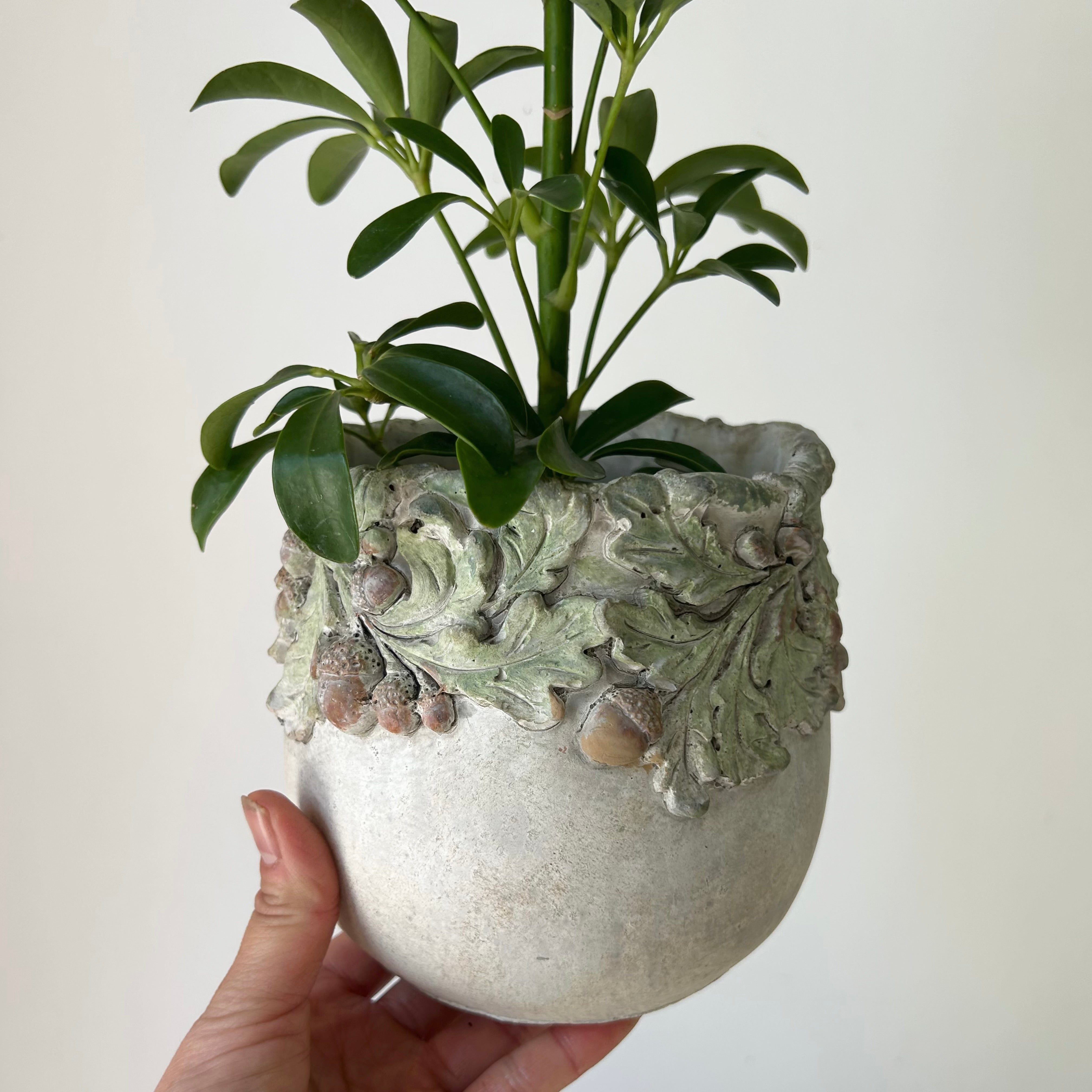OAKWOOD Decorative Cement Pot (available in three sizes)