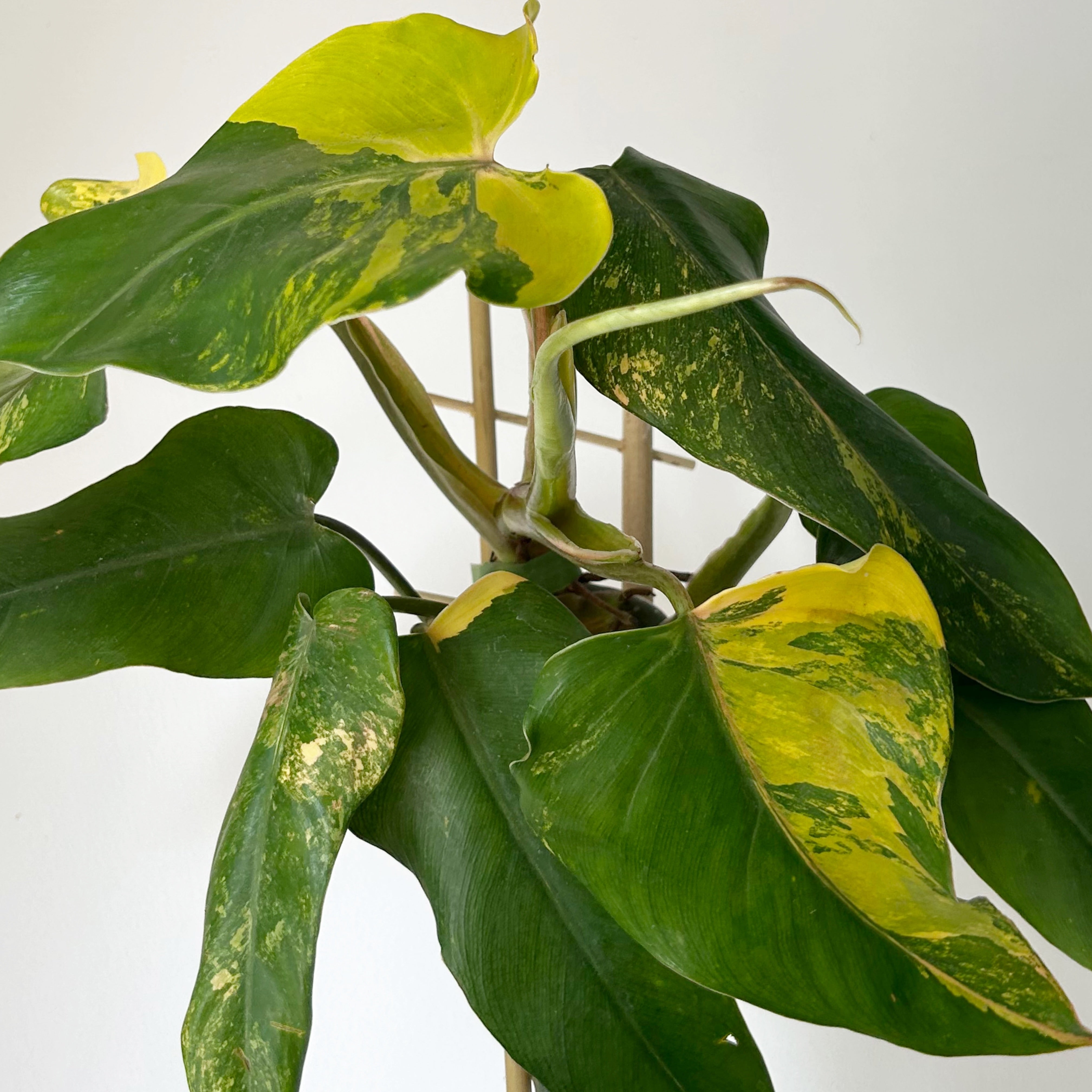 Variegated  Philodendron domesticum 4” pot