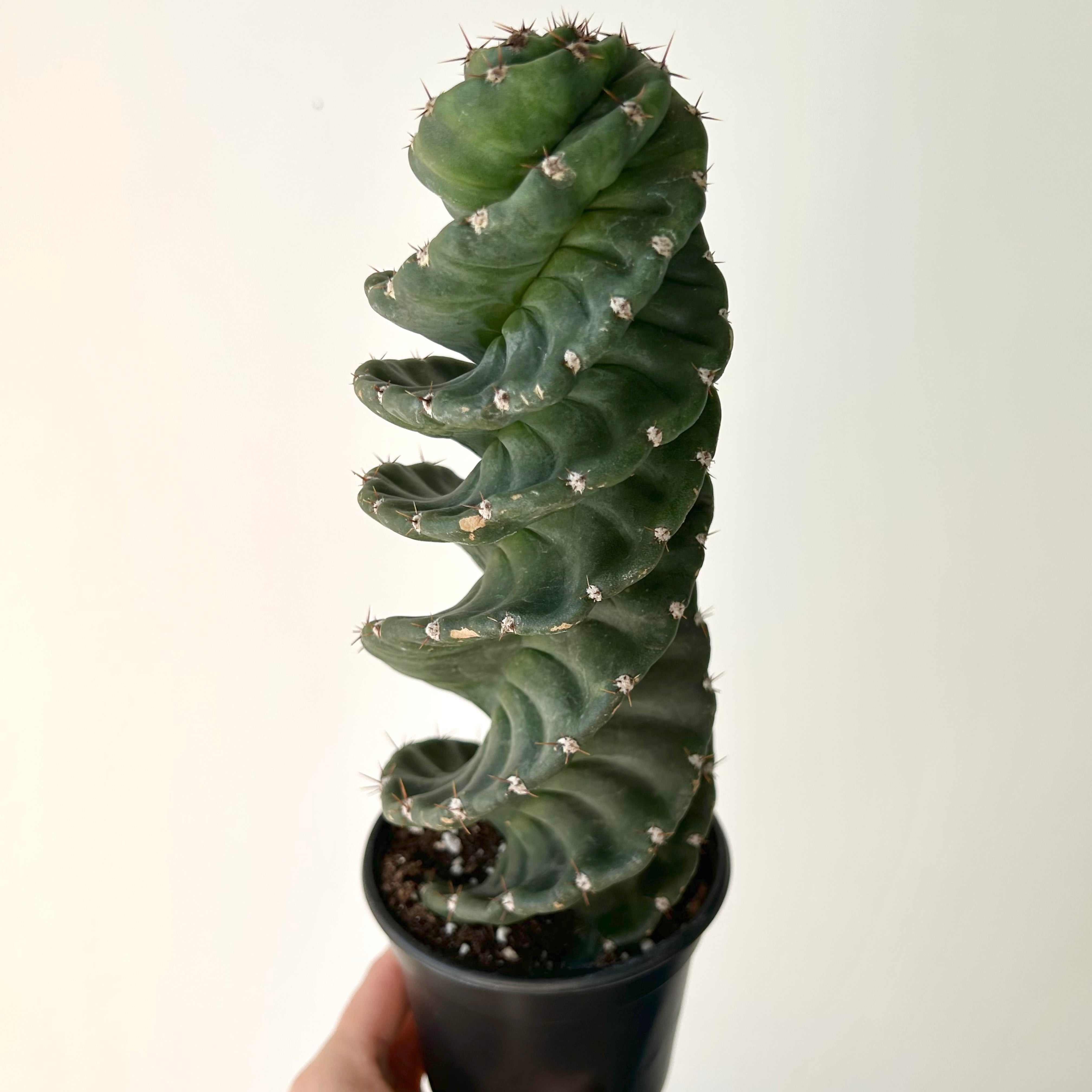 Spiral Cactus (Cereus forbesii spiralis) 3.5”pot