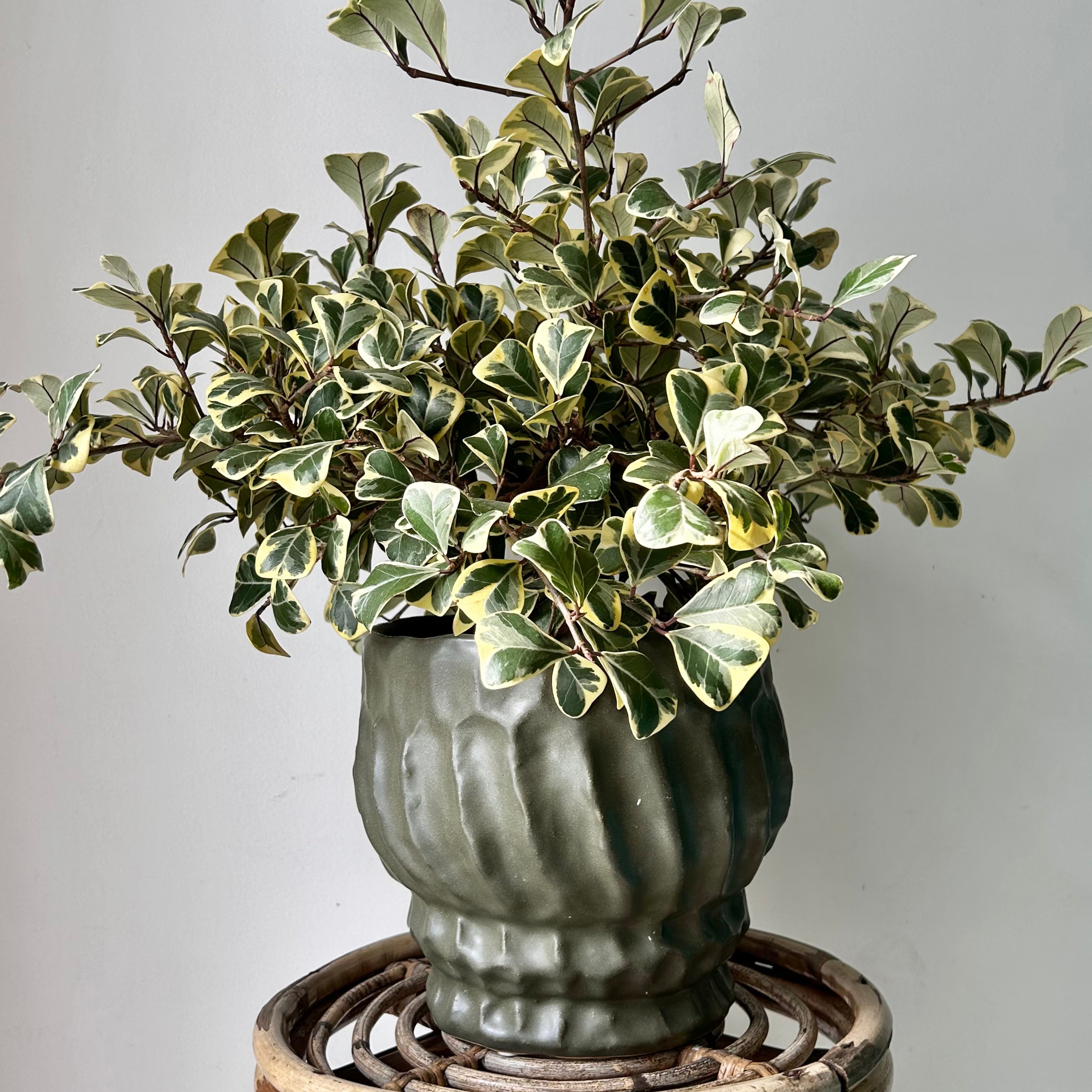 IRIS Raised Decorative Pot (7.5”x7.5”)