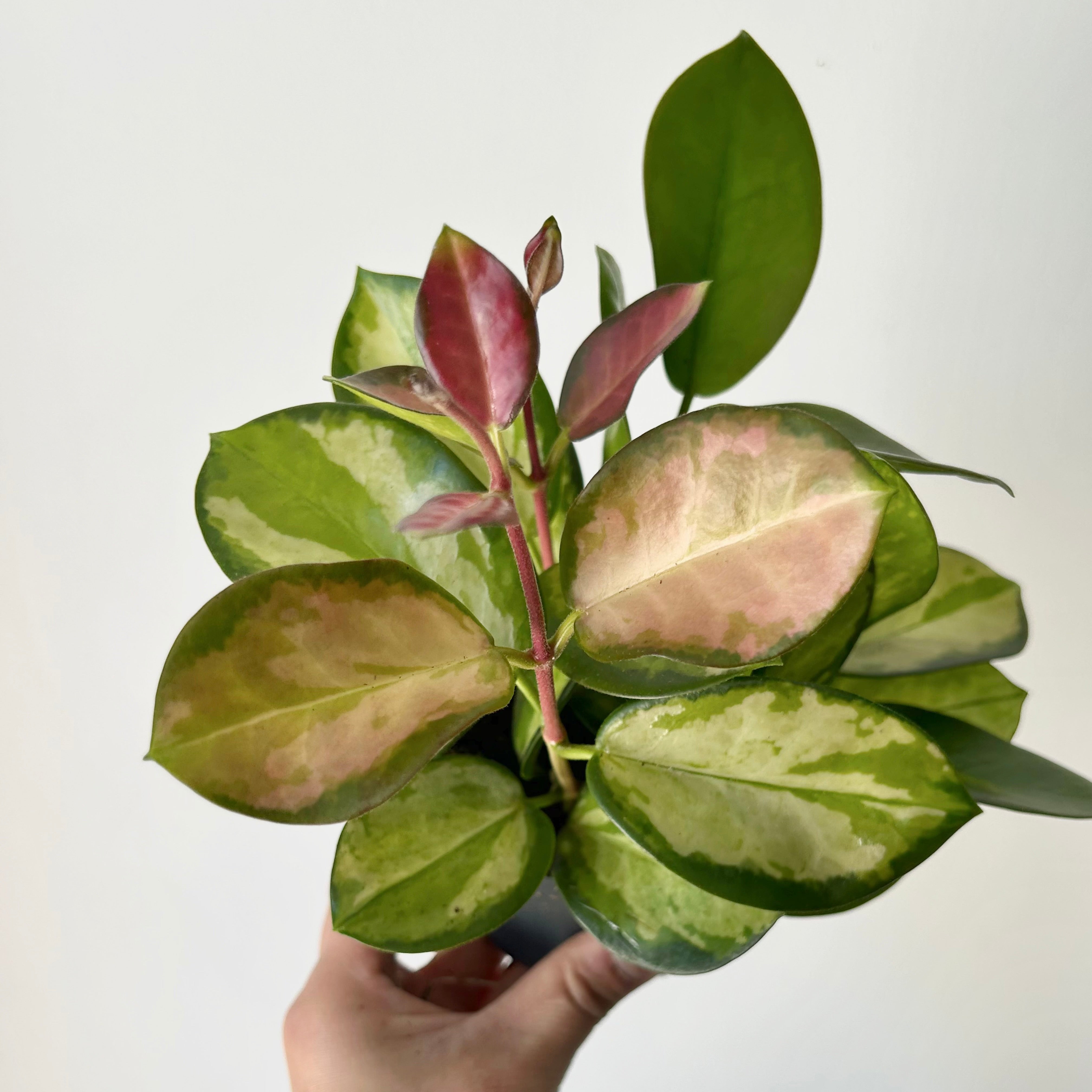 Hoya Australis “Lisa” 3.5”pot