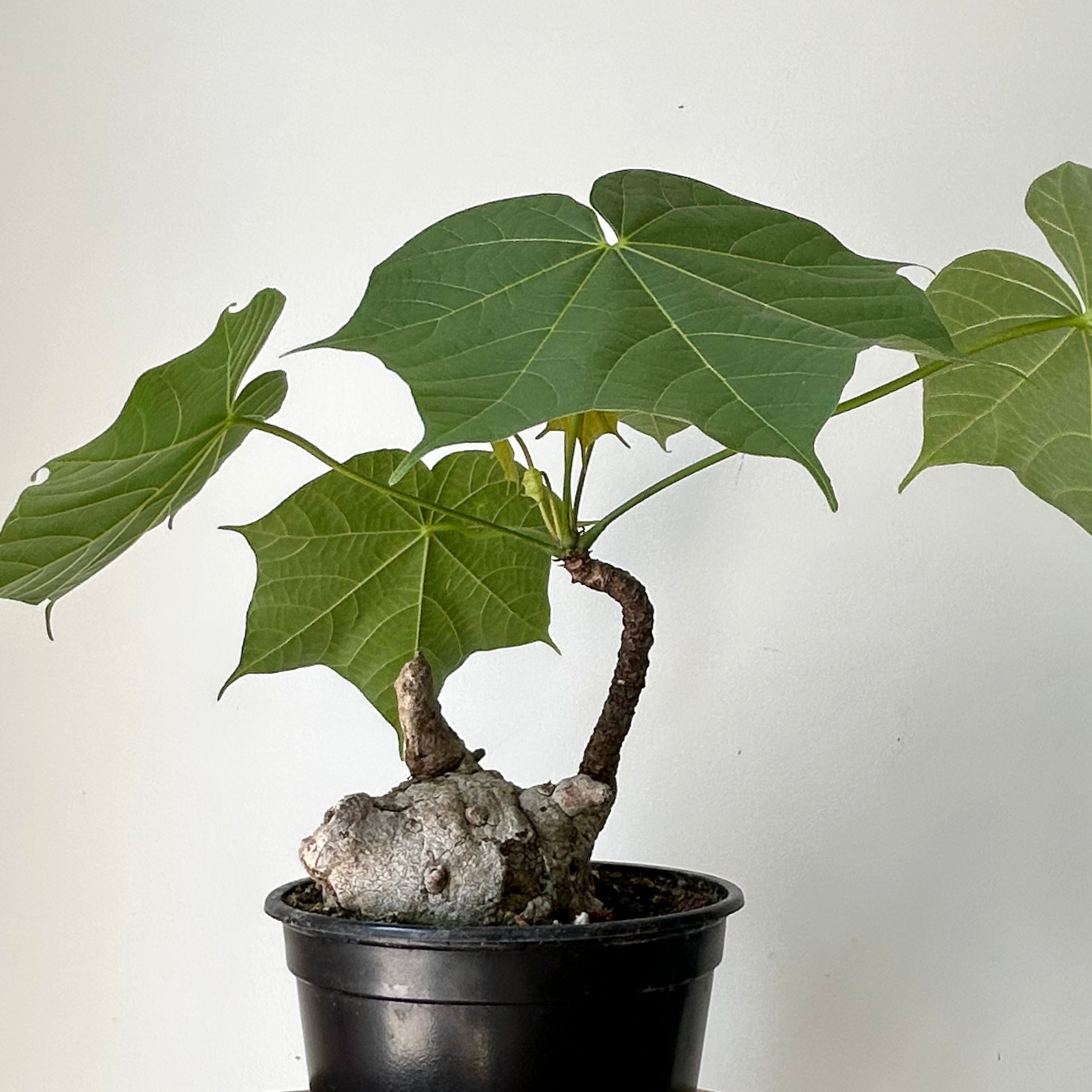 Sterculia colorata 6” pot