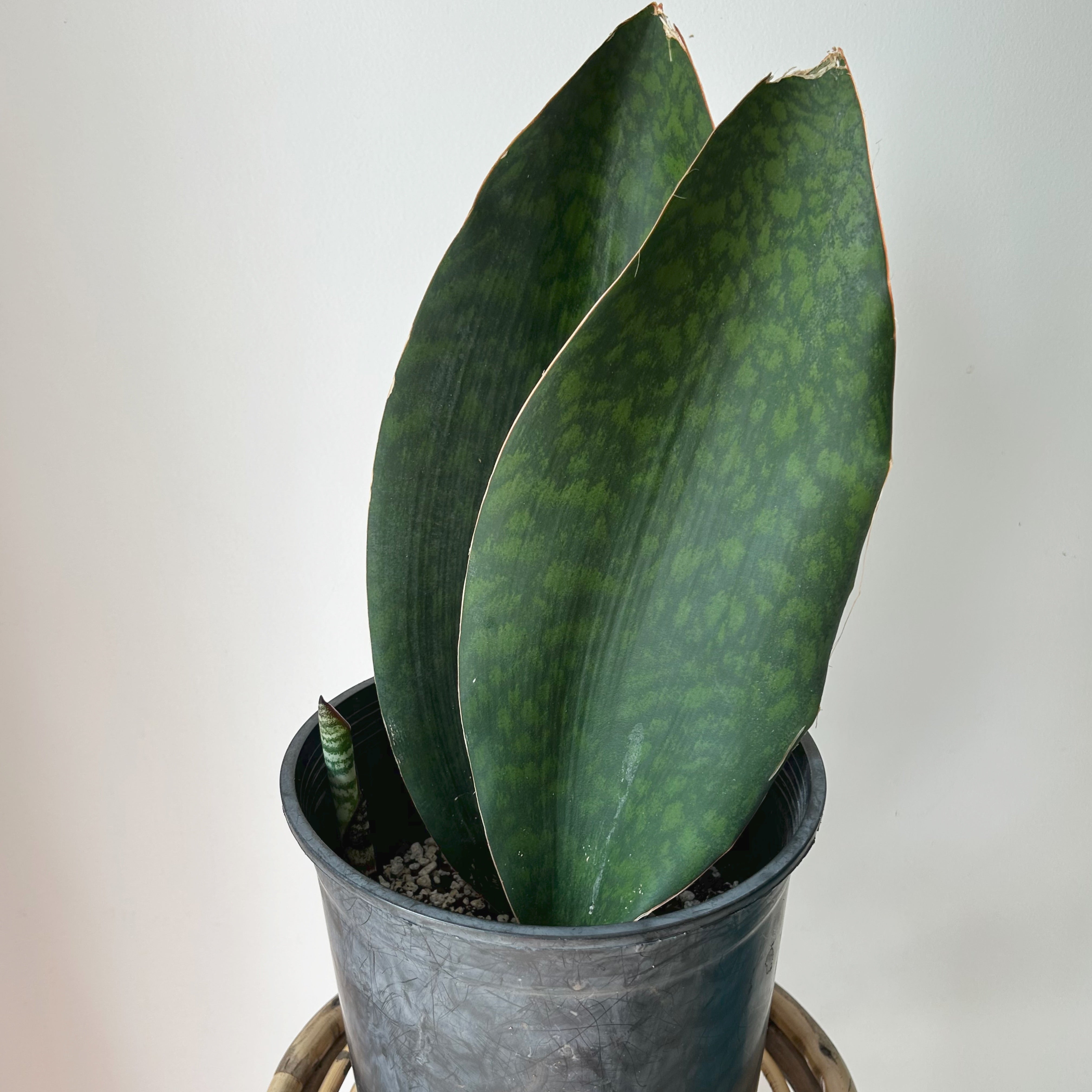 Sansevieria “Whale Fin” in 10”pot