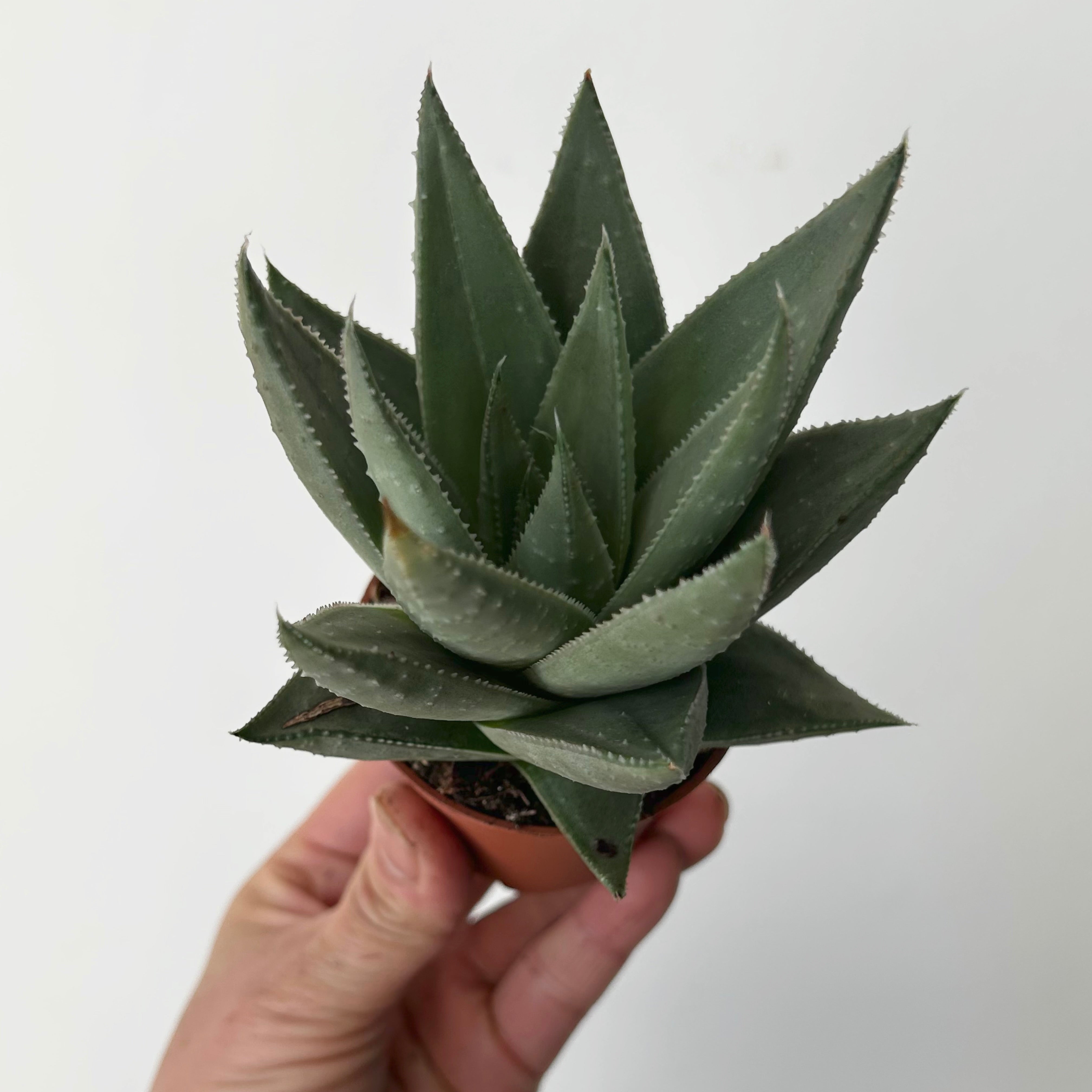 Gasteraloe “Kabela” Aloe x Gasteria)