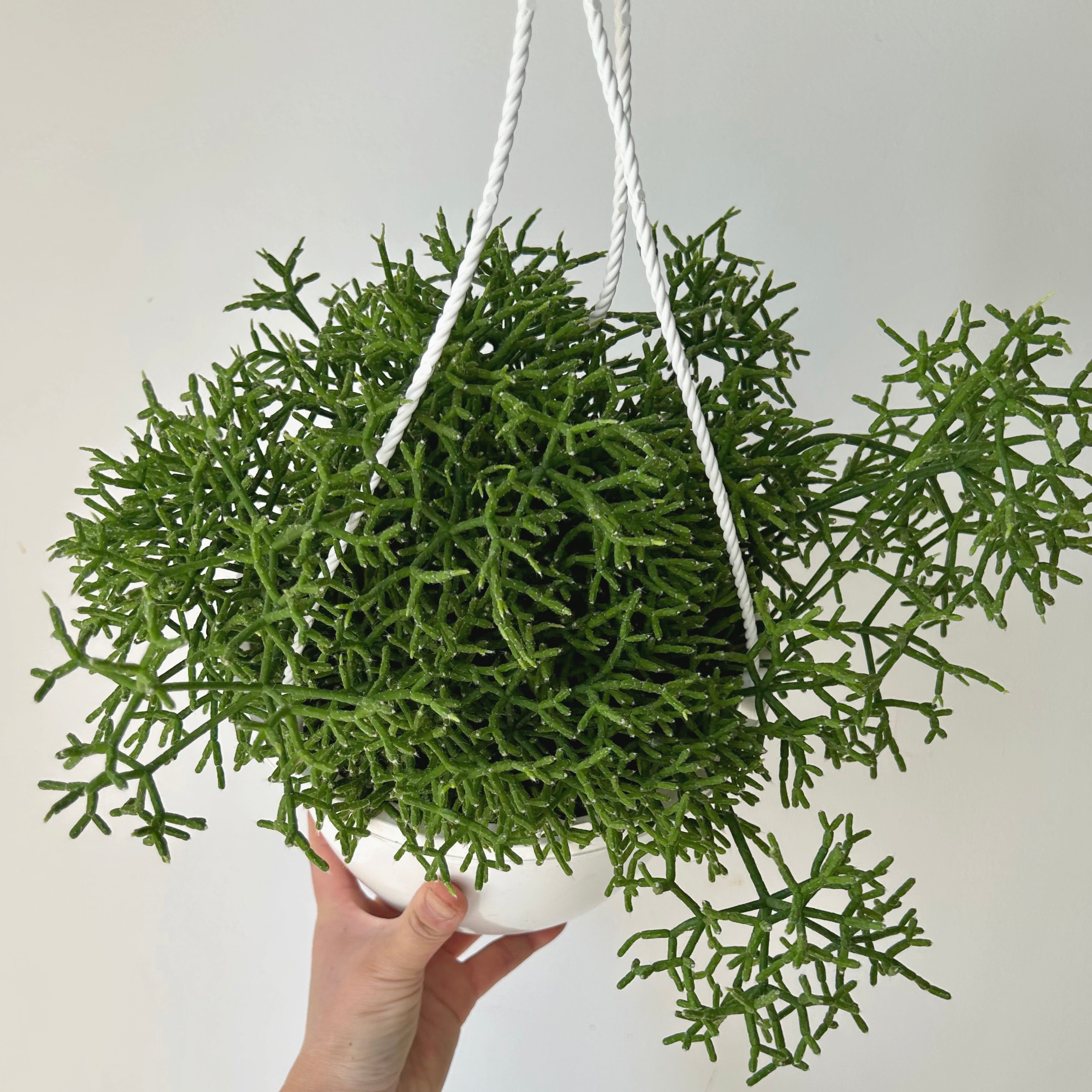 Rhipsalis Cereuscula 6”hanging basket