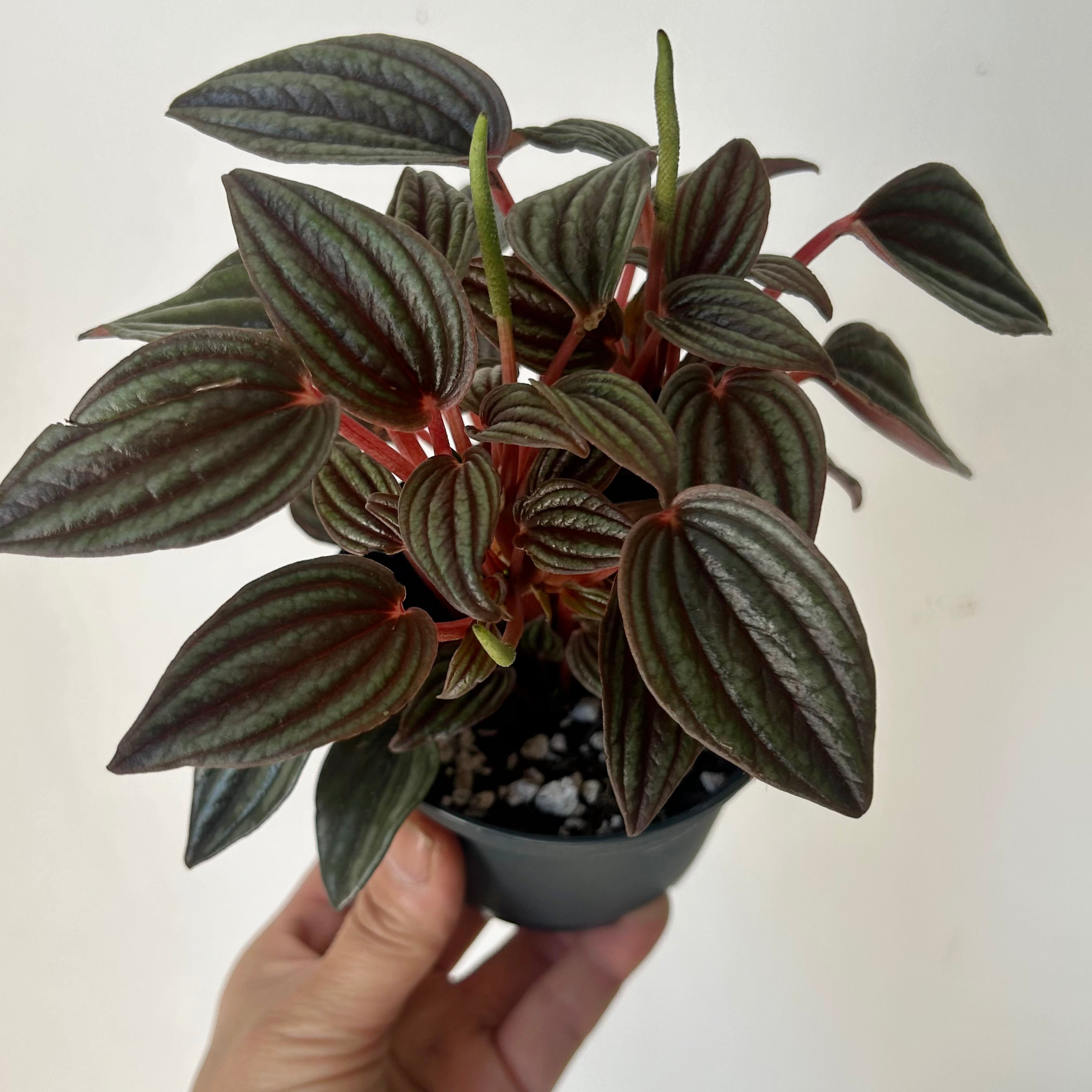 Peperomia caperata “Lima” 3.5”pot