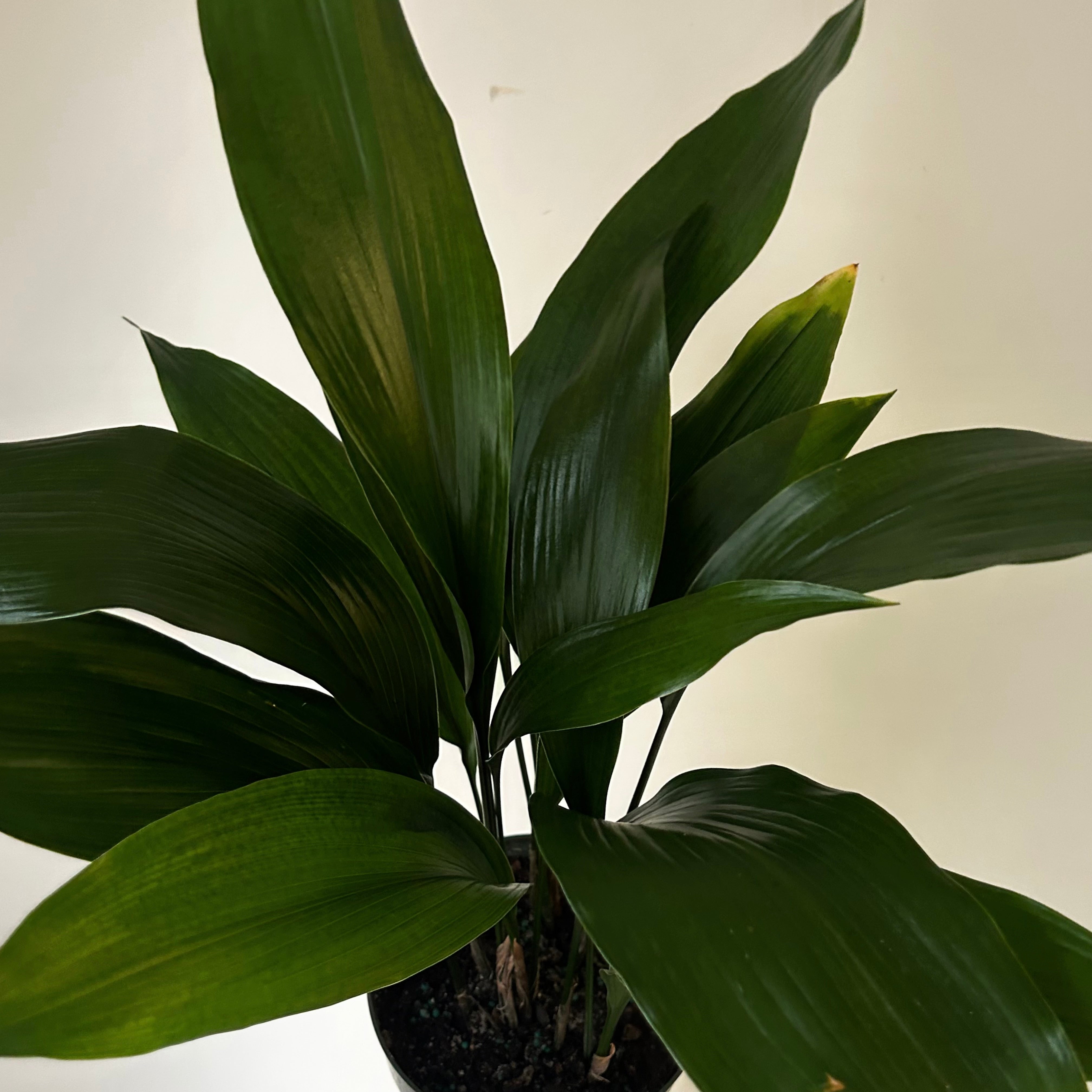 Cast Iron Plant (Aspidistra Elatior) approximately 22 inches tall in 6” pot