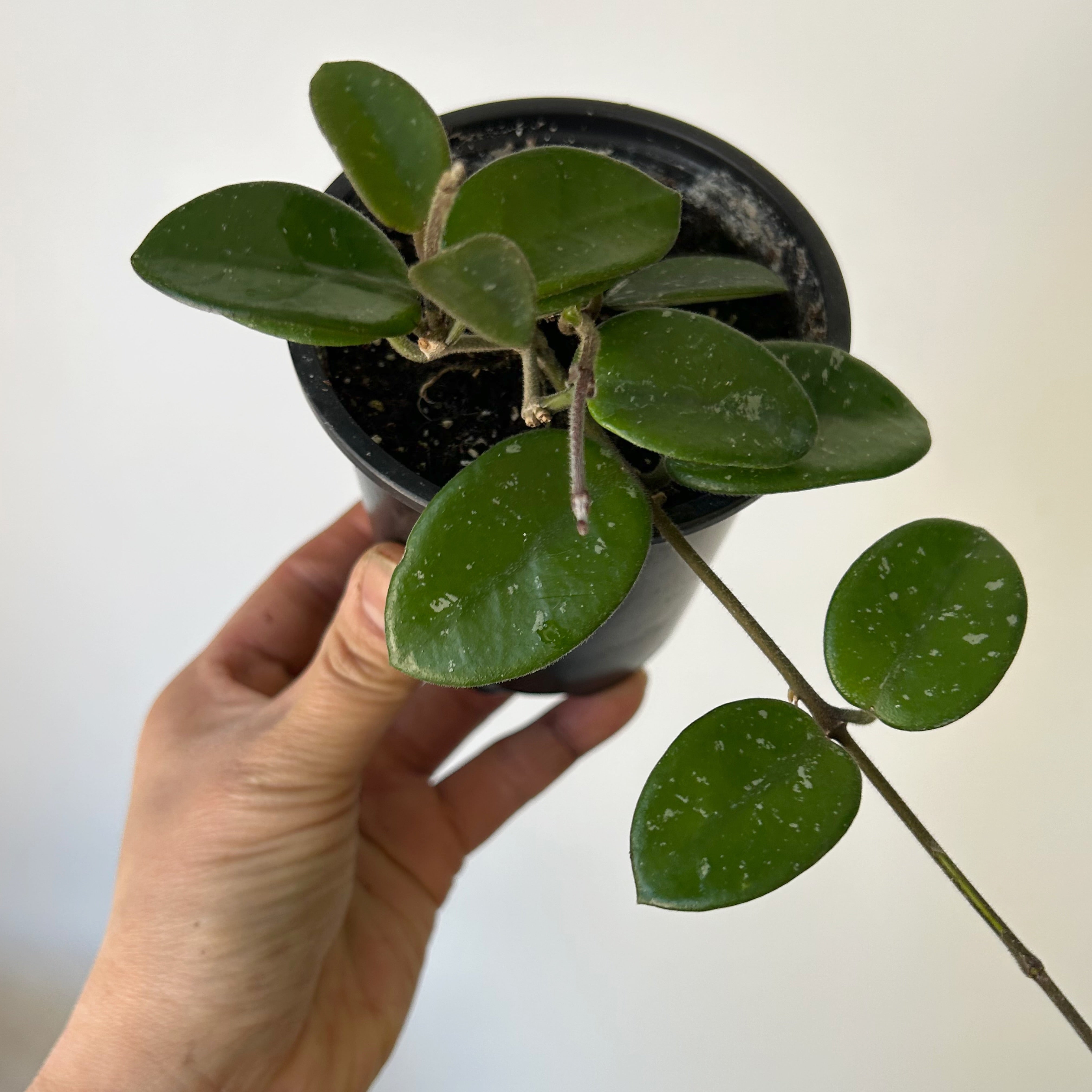Hoya Mathilde 3.5”pot