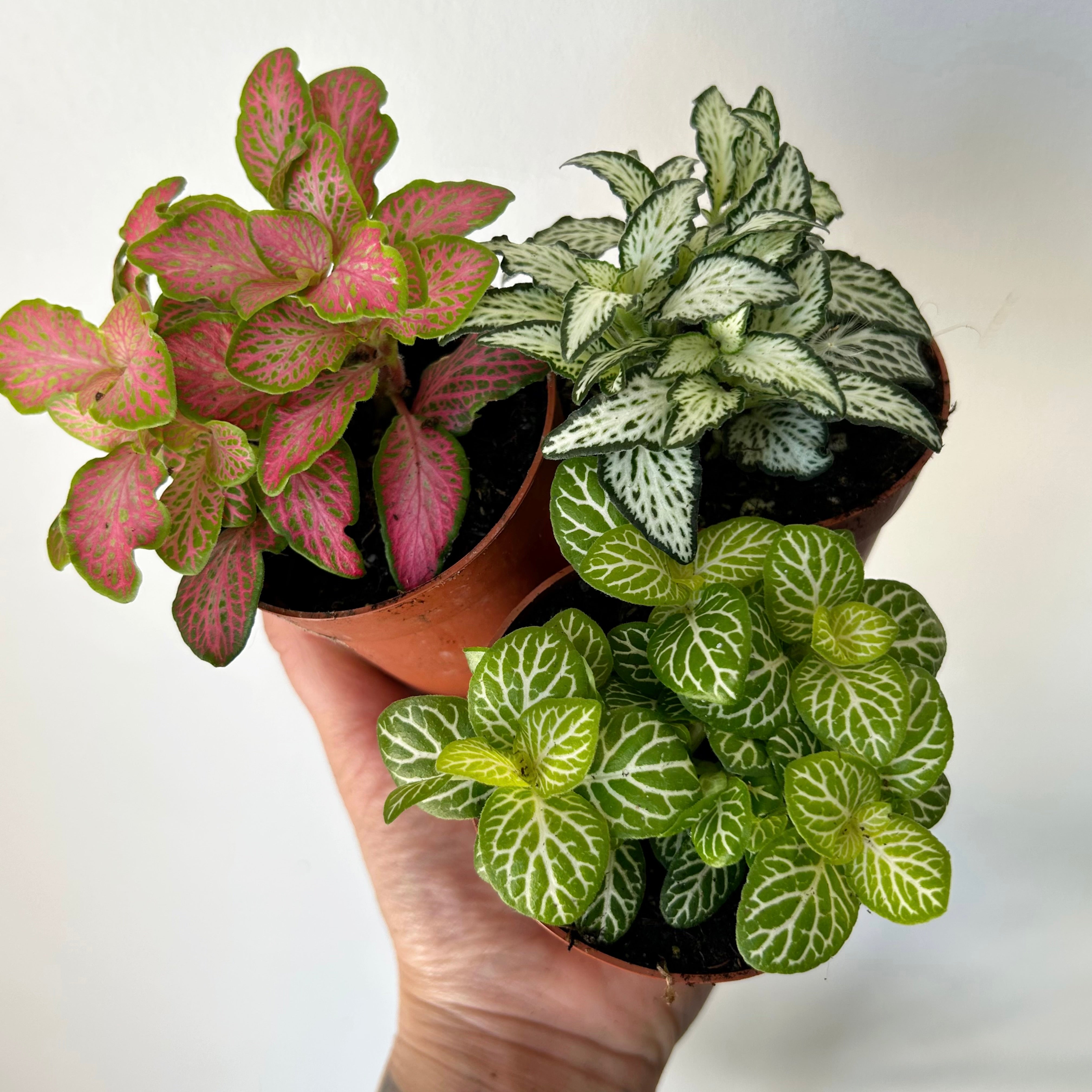 Nerve Plant (Fittonia) 2.75”pot