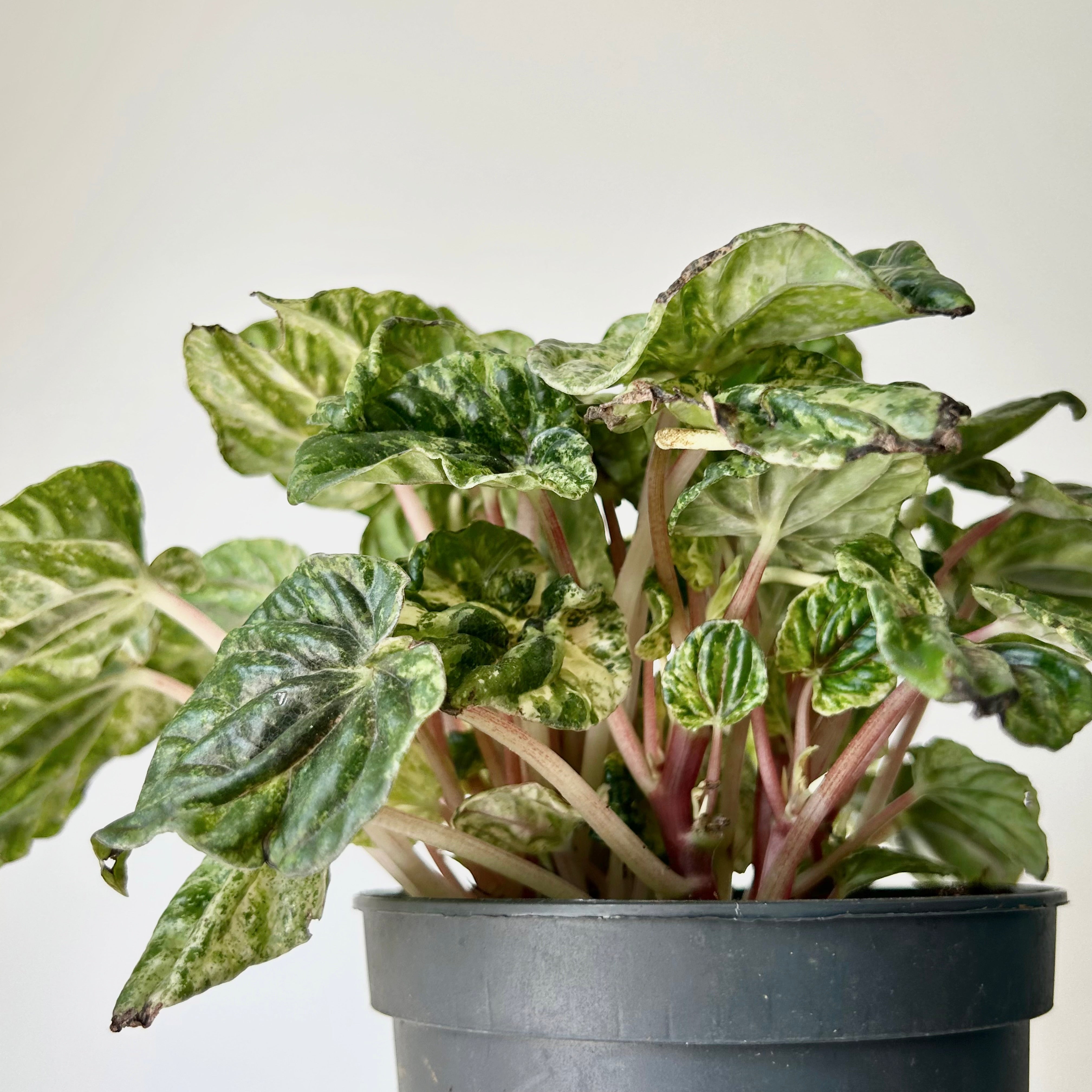 Variegated Peperomia Caperata “Buenos Aires” 5”pot