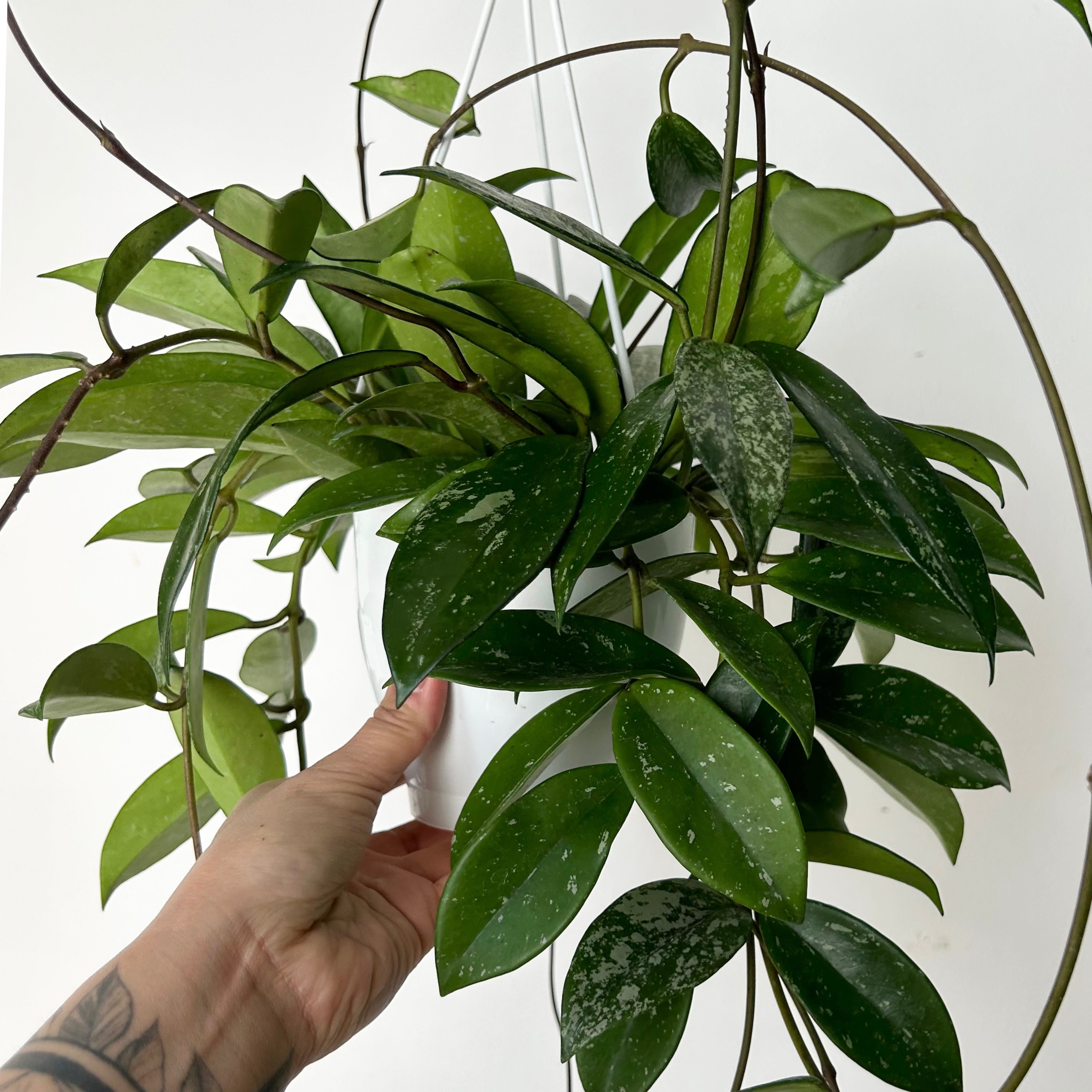 Hoya pubicalyx 6”hanging basket