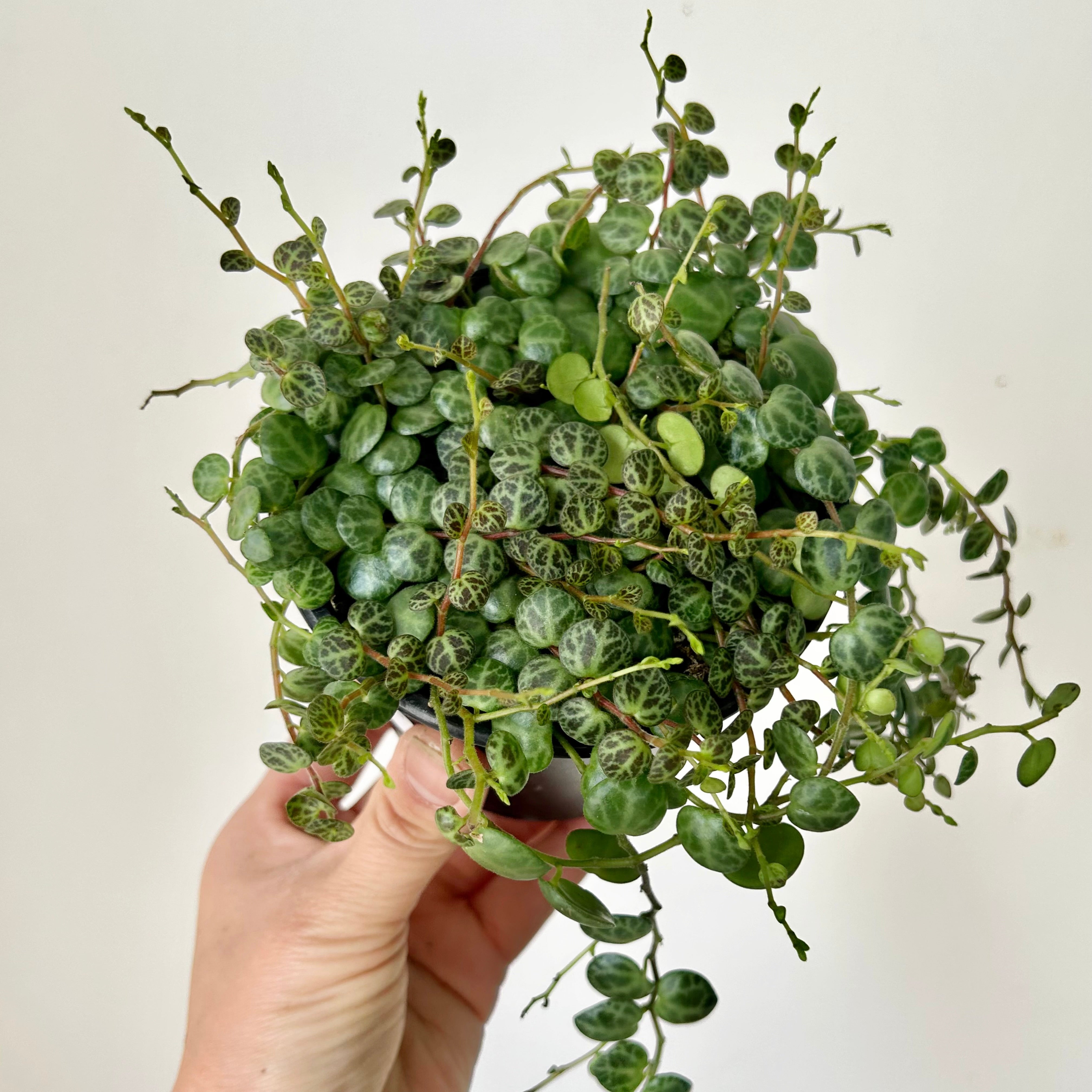 String of Turtles (Peperomia Prostrata) 4”pot
