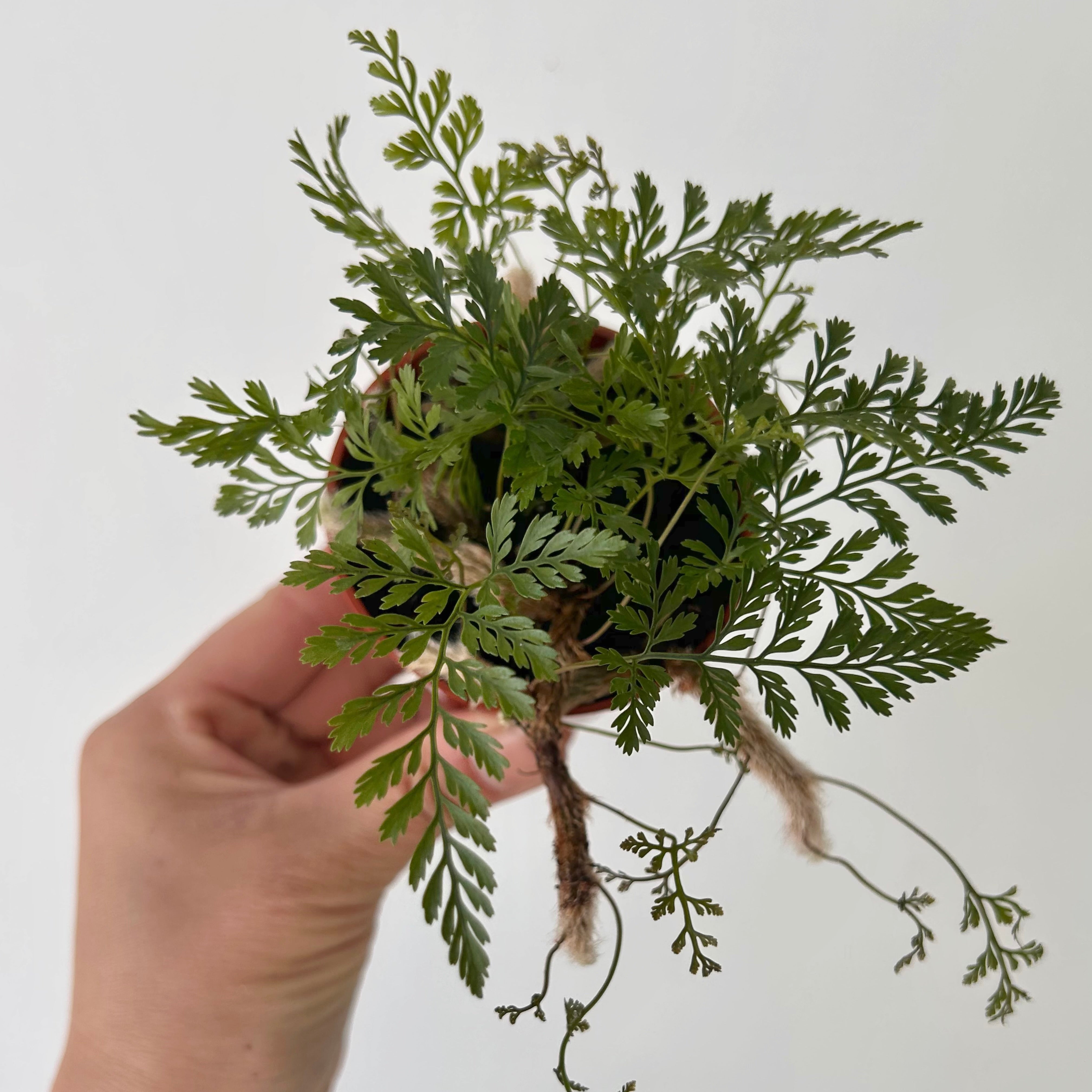 Rabbit Foot Fern (Davallia fejeensis) 2.75”pot