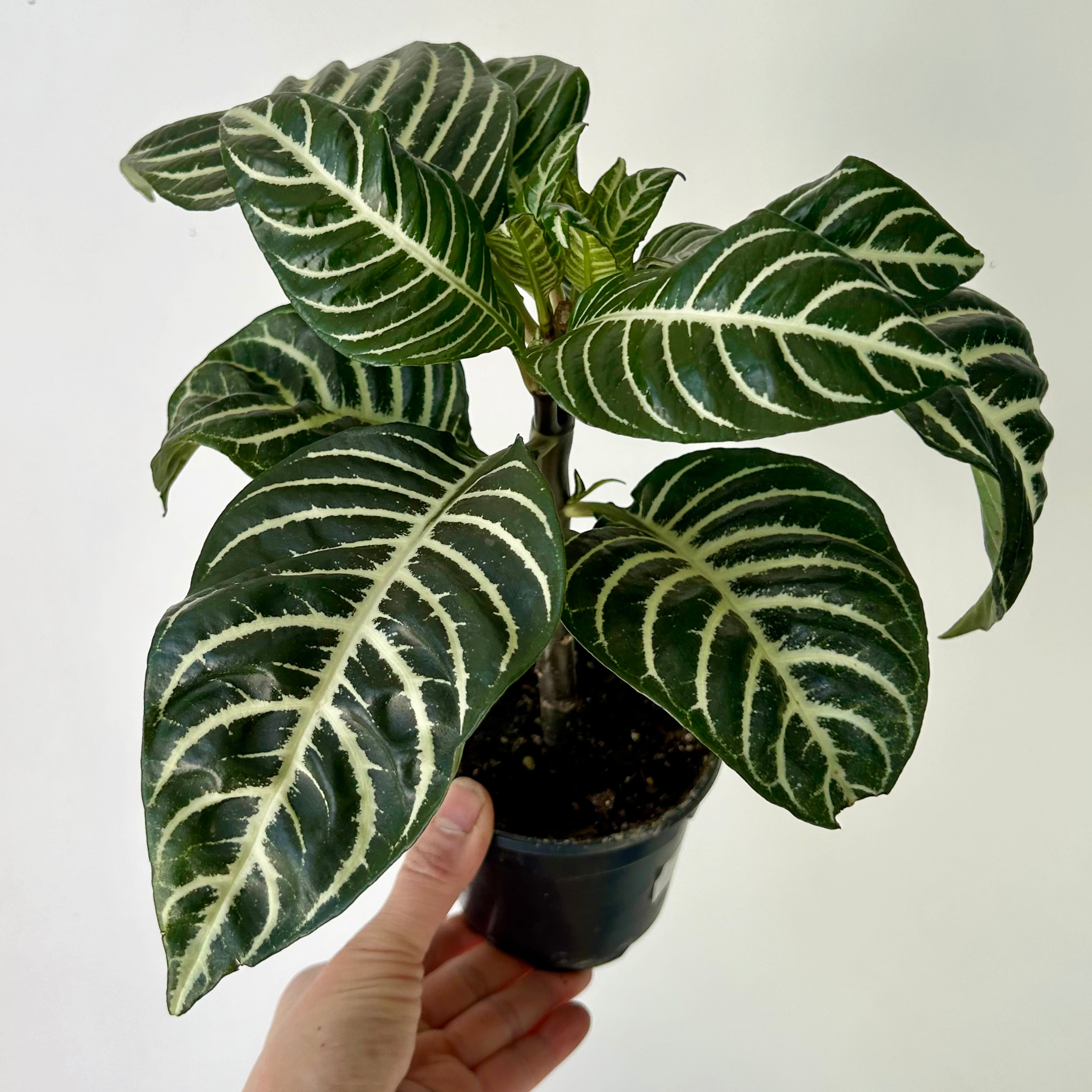 Zebra Plant (Aphelandra) 4" pot