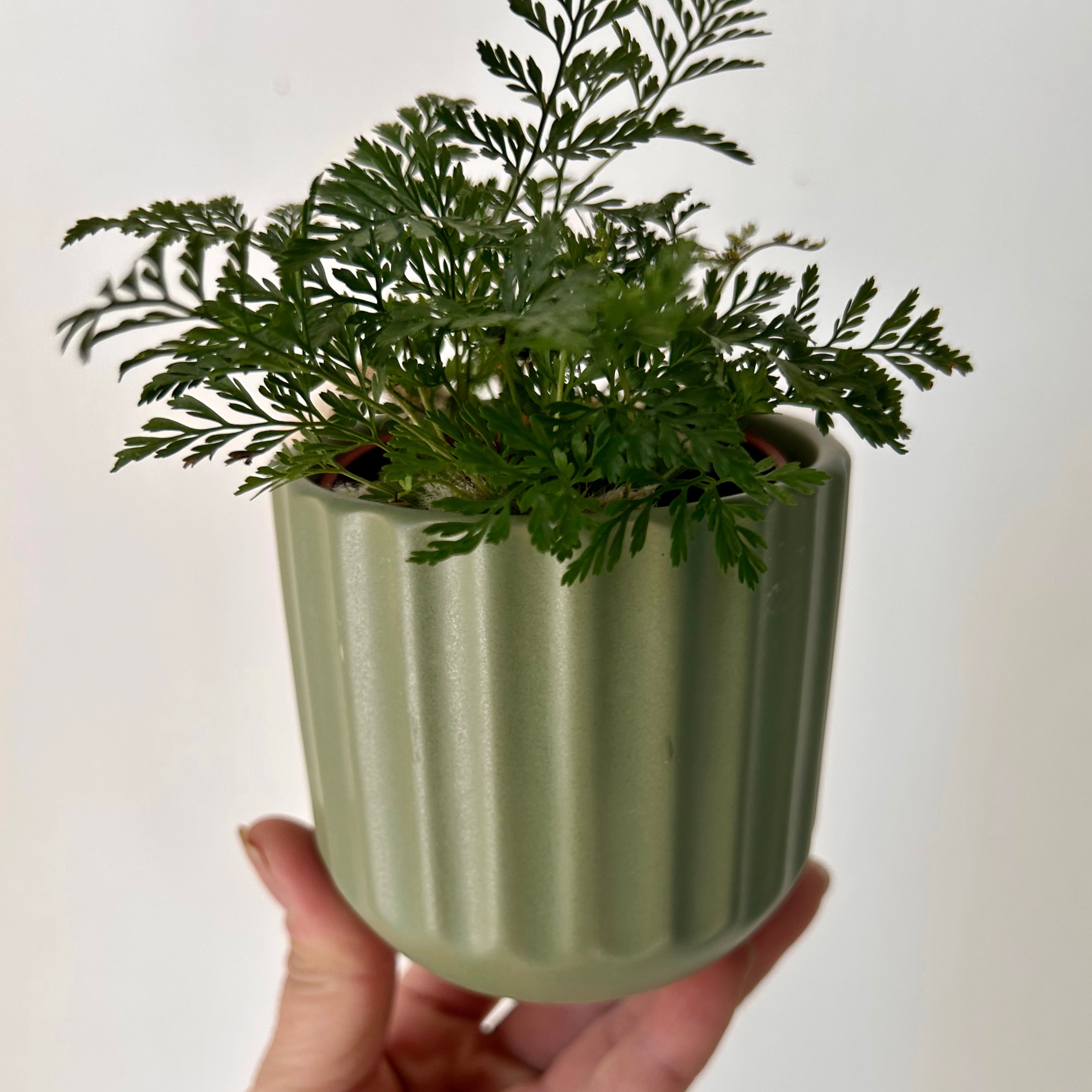 BEAM Decorative Planter (3”x3) available in two colours