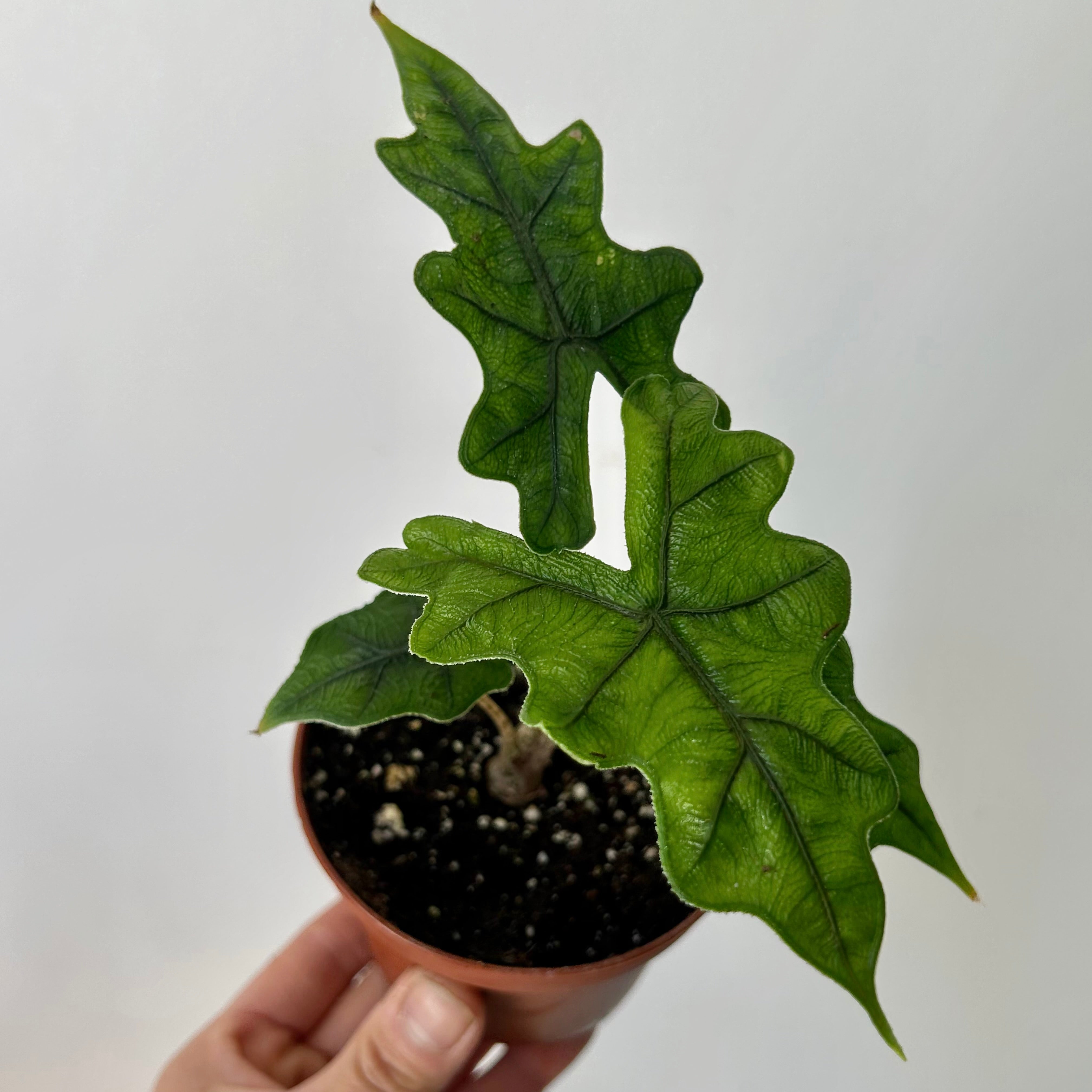 Alocasia Tandurusa "Jaclyn” 3.5”pot