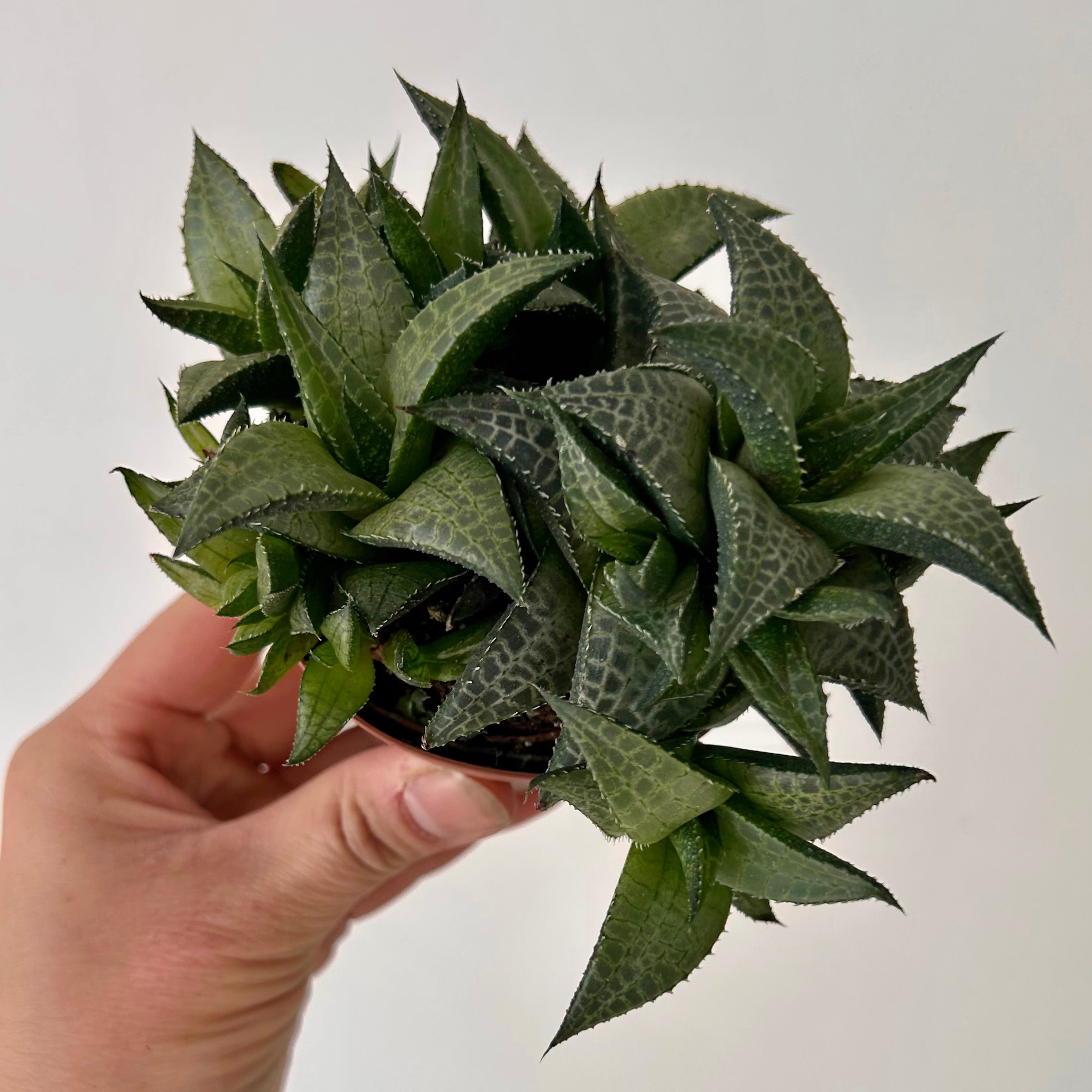 Haworthia "Venosa" 3.5” pot